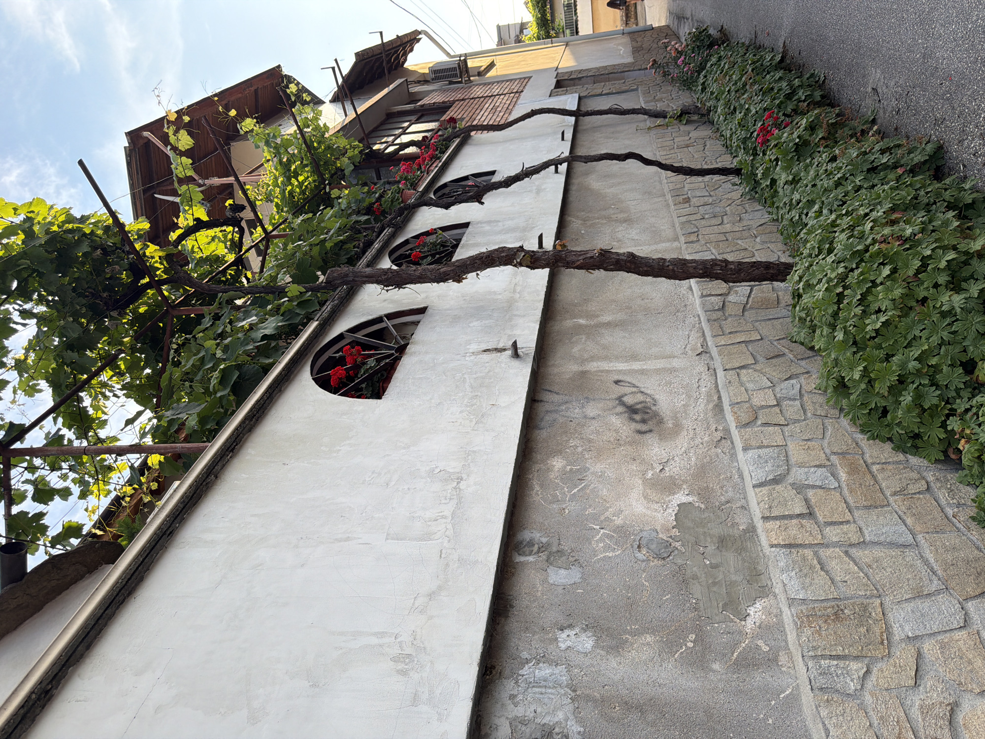 The image depicts a section of a weathered wall and an adjacent street in Pazardzhik, Bulgaria. The wall is constructed with two distinct textures: the upper portion is a rough, off-white plaster, while the lower section is faced with irregularly shaped, light-colored stones. Several arched windows are visible on the upper part of the wall, adorned with red flowers. Three bare, dark tree trunks, possibly grapevines, ascend vertically along the wall. A dense hedge of green leafy plants, interspersed with scattered red and pink flowers, lines the base of the wall and extends along the side of the asphalt street. The street is narrow and appears to be a residential alleyway. In the background, a building with a wooden-tiled roof and brick accents is visible. An air conditioning unit is mounted on the exterior wall of this building, and electrical wires run overhead. The sky is clear with a few faint clouds. In the far right of the image, a person is walking away from the camera down the street. The overall impression is of a somewhat aged, but still vibrant, urban scene.