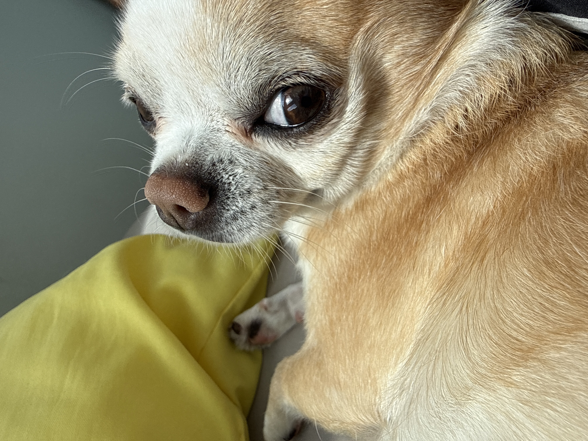 A close-up captures a Chihuahua dog. The dog has tan and white fur, with a brown nose and dark brown eyes. The dog rests its head and a paw on a yellow surface, possibly a pillow or blanket. The background is a neutral gray.