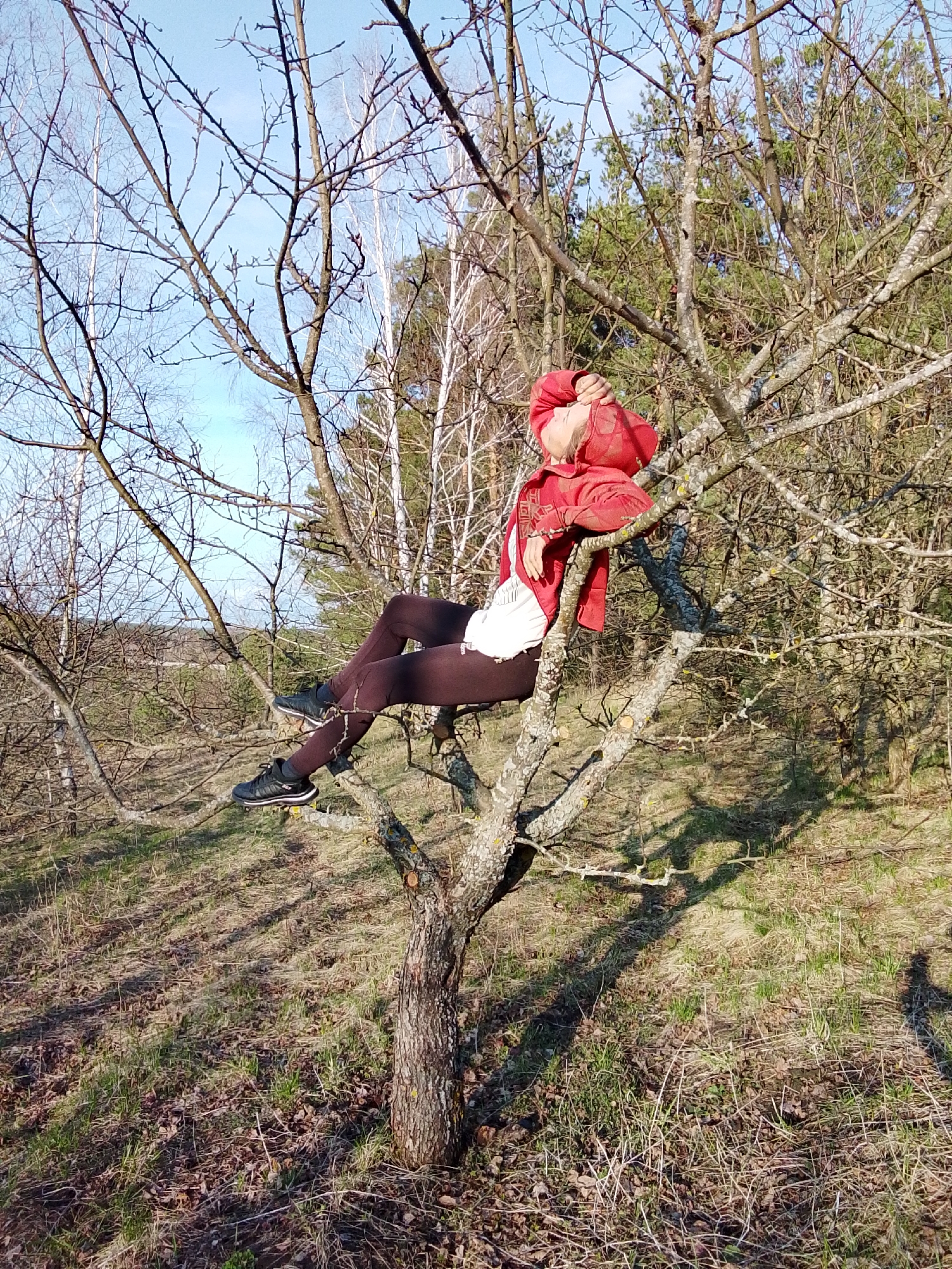 A person is depicted relaxing in the bare branches of a tree in a woodland setting. The subject, likely a woman, is wearing a red hooded jacket, dark leggings, and black athletic shoes, and is seen leaning back with her right arm raised, possibly shielding her face from the sun or resting. Her body is nestled within the network of branches, suggesting she is comfortably situated.
The tree she occupies is deciduous, with numerous gnarled, bare branches reaching towards a bright blue sky, indicating late winter or early spring. In the background, a mix of trees is visible, including white-barked birch trees and darker coniferous trees like pines. The ground beneath the tree is covered with dry grass and fallen leaves, with patches of new green growth emerging. Sunlight casts distinct shadows of the tree branches on the ground. The overall scene conveys a sense of tranquility and connection with nature on a clear, sunny day. No visible text is present in the image.