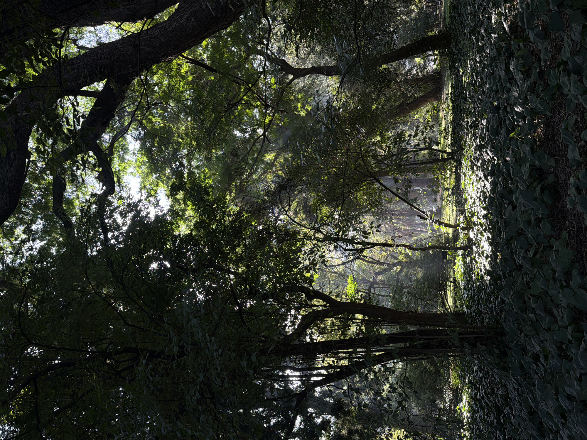 The image depicts a sun-dappled forest floor, covered in lush green foliage, with tall trees casting long shadows. Rays of sunlight pierce through the dense canopy, illuminating patches of the ground and creating a mystical atmosphere. The scene appears to be a serene natural setting, possibly a park or botanical garden within the city of Buenos Aires, Argentina. There are no people or animals visible in the frame.