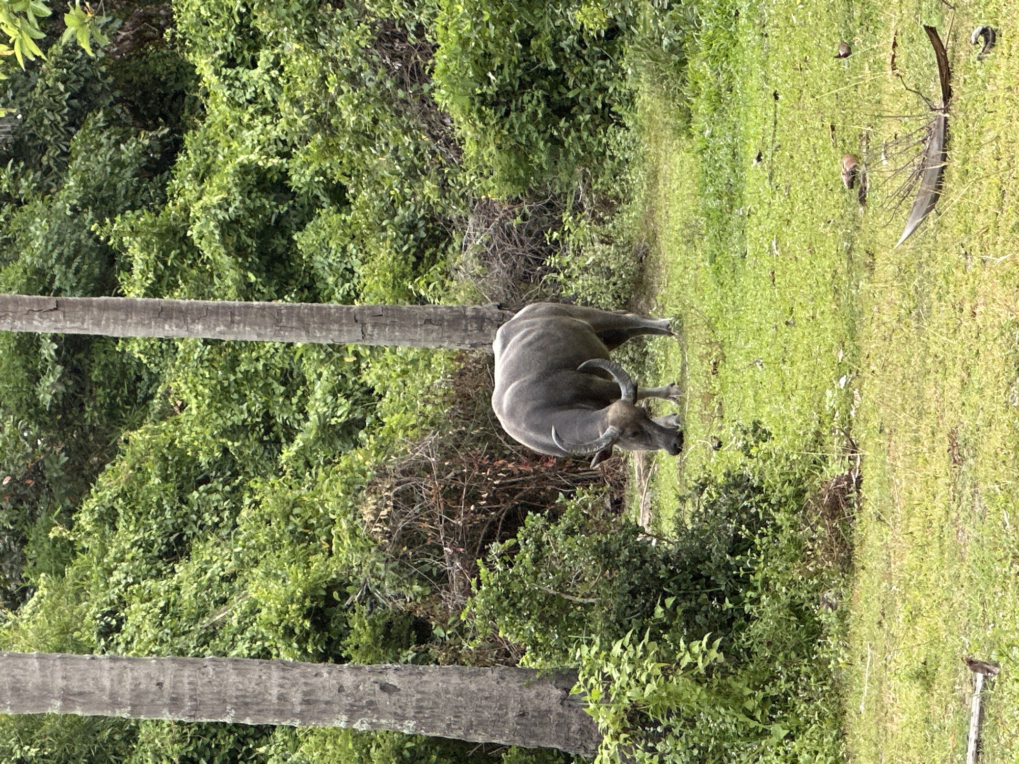 A water buffalo grazes in a lush green field next to a thick forest. The buffalo is dark gray with curved horns. A large tree trunk, likely a palm tree, is visible in the foreground, running vertically through the image. The field is covered in bright green grass, and scattered among the grass are small dark specks, possibly leaves or debris. The forest behind the buffalo is dense and verdant, filled with various shades of green foliage. In the background, to the right of the buffalo, there is a tall, thin, dark-colored structure that appears to be a branch or a piece of wood, with a few smaller branches extending from it. The lighting suggests it is daytime, with the sun illuminating the scene and casting a soft glow on the grass. The setting appears to be rural and natural, possibly in a tropical or subtropical region given the dense vegetation and the presence of a water buffalo. There is no visible text in the image.