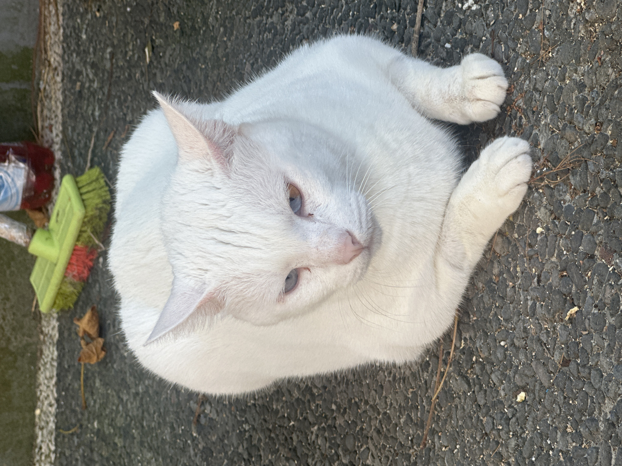 A white cat with heterochromia (one blue eye and one amber eye) is resting on a paved surface, possibly a sidewalk or road, in an outdoor setting. The cat is facing the camera, with its body partially visible. In the background, a green broom with red bristles is propped up, and a red-capped bottle is also visible. Scattered leaves and small debris are present on the ground around the cat. The scene appears to be in the city of Sukawati, Indonesia, a region known for its artistic and cultural heritage.