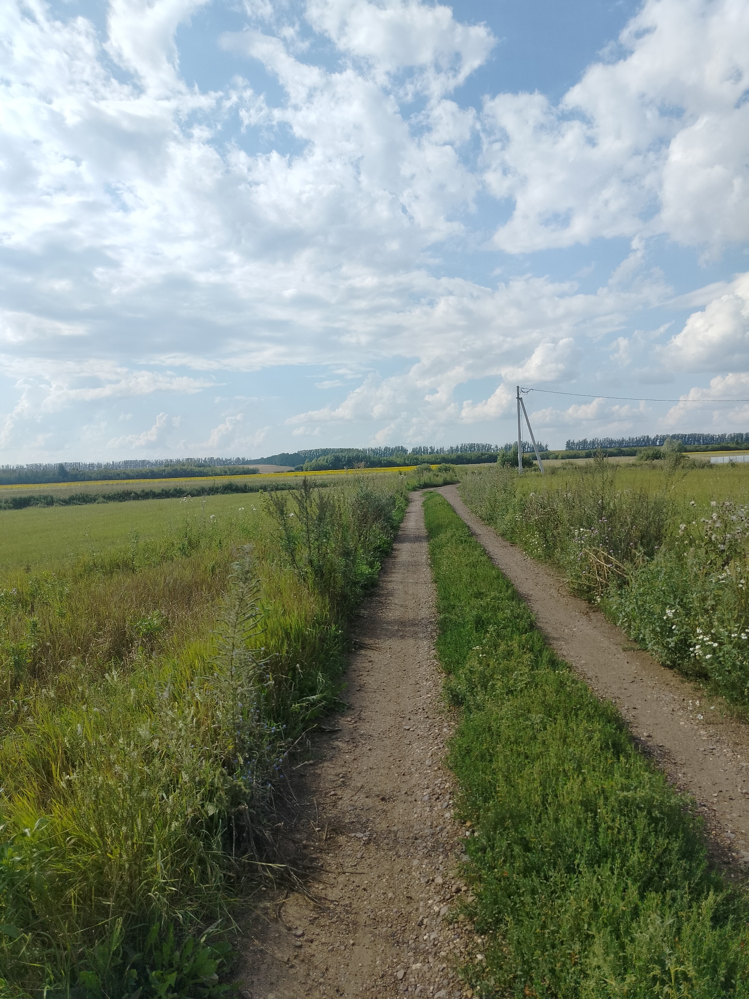 The image depicts a rural landscape in the city of Pomryaskino, Russia, on a clear day with scattered clouds. A dirt road, flanked by tall green grass and wildflowers, winds through a field. In the distance, a line of trees marks the horizon, beyond which lies a yellow field, possibly sunflowers, and a body of water. A solitary utility pole stands to the right of the road, supporting a power line. The scene is tranquil and natural, suggesting a peaceful countryside setting.