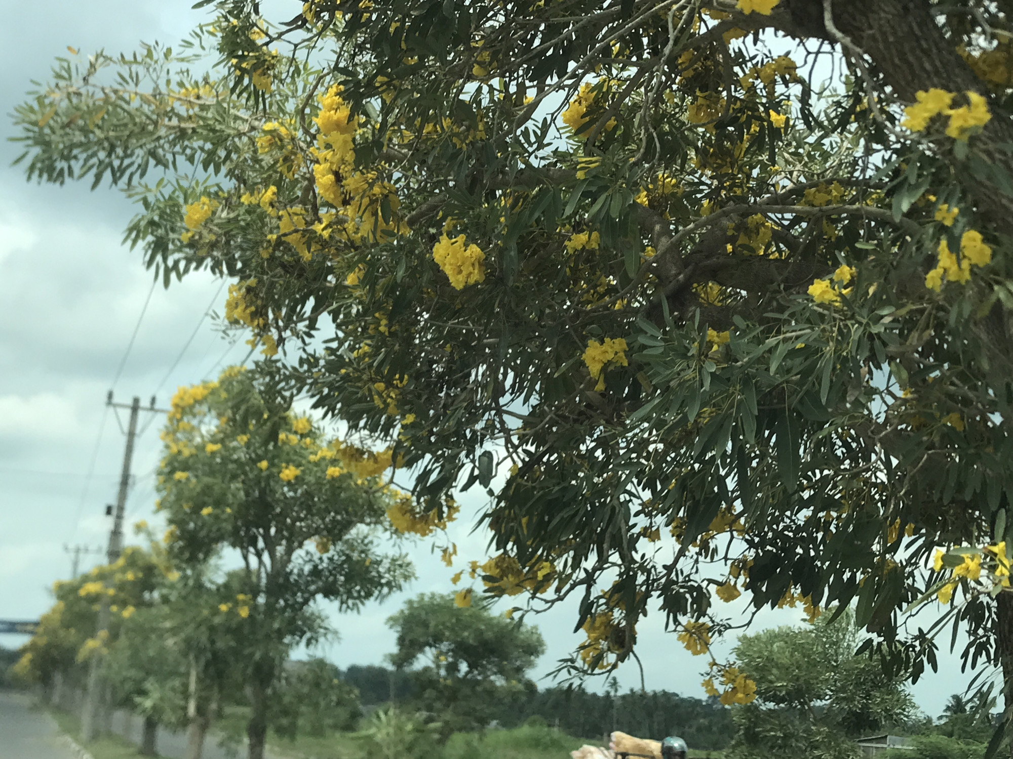 The image captures a vibrant natural scene, dominated by a tree in full bloom with abundant clusters of bright yellow flowers and lush green foliage, filling the foreground and midground. Its gnarled branches are visible amidst the leaves and blossoms.
In the background, a row of similar trees, also adorned with yellow flowers, lines what appears to be a roadside or path, receding into the distance on the left. Several utility poles with power lines stand against a soft, overcast sky, indicating daytime with diffused light. The weather appears calm, without any visible precipitation.
In the bottom right corner, a very small and partially visible section of a person on a vehicle, possibly a scooter or motorcycle, with some goods loaded on it, can be discerned, suggesting the photo might have been taken from a moving perspective or alongside a road. There is no visible text in the image. The general atmosphere is one of natural beauty and a tranquil, tropical setting, consistent with the location context of Reuleut Barat, Indonesia.