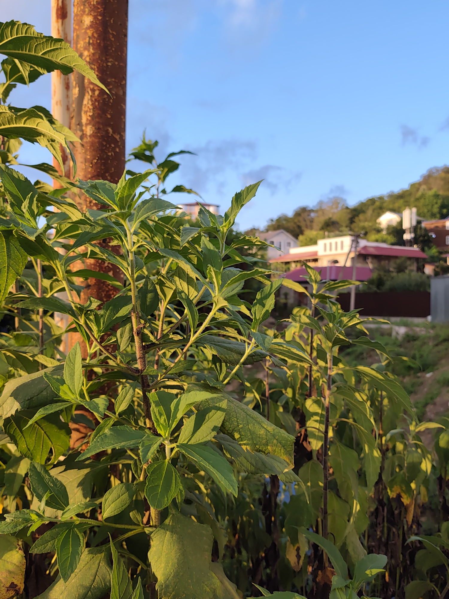 The image depicts a close-up view of green foliage in the foreground, with a rusted metal pole to the left. In the background, several buildings with red roofs are visible on a hillside under a bright blue sky with scattered clouds. The setting appears to be an outdoor residential area, likely in the city of Oryol-Izumrud, Russia. The lighting suggests it is either early morning or late afternoon due to the warm golden hues illuminating the leaves and the pole. No people or specific actions are captured in the scene.