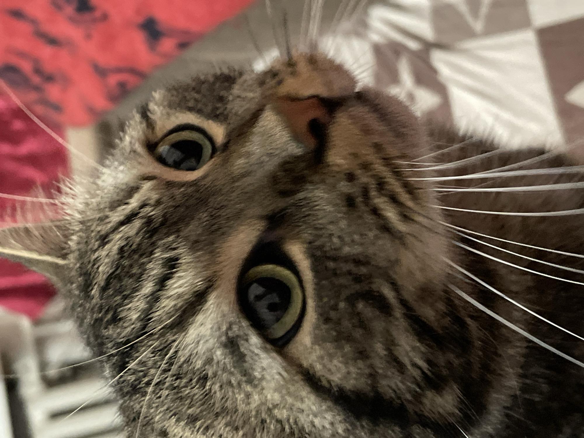 This is a close-up, waist-level, indoor portrait of a tabby cat's face. The cat is looking slightly to the right of the camera with its green eyes wide open. Its fur is a mix of brown, black, and gray stripes, and its whiskers are long and white. The background is blurred, but appears to be a red and white patterned blanket. There are no people or other animals visible in the image. The image does not provide any information about the location within the city of Cherkasy, Ukraine.
