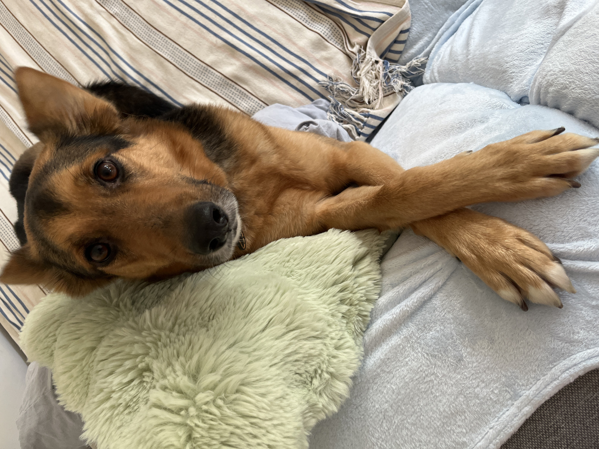 A German Shepherd dog is lying on a bed with its front paws crossed. The dog is partially obscured by a large, fluffy, mint-green pillow. The bed is covered with striped bedding and a light blue blanket. The dog's head is turned towards the camera, with its eyes open and looking forward. The background is out of focus. The image appears to have been taken indoors.