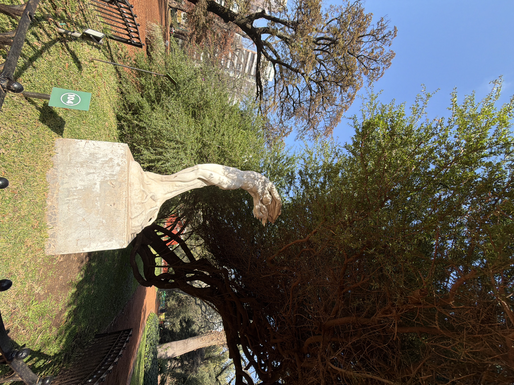 This image depicts a statue in a park setting, with a pathway and trees visible. The statue is made of light-colored stone and appears to be of a human figure in a dynamic pose. It stands on a concrete pedestal in a grassy area. In the background, there is a winding red dirt path, a dense green bush, and a large tree with intricate branches that casts shadows. Further in the distance, several buildings can be seen, suggesting an urban environment. The sky is clear and blue. A small green sign with the number "104" in a white circle is planted in the grass near the statue.
Based on the provided context, this image was taken in the Rosedal de Palermo (Rose Garden of Palermo) in Buenos Aires, Argentina.