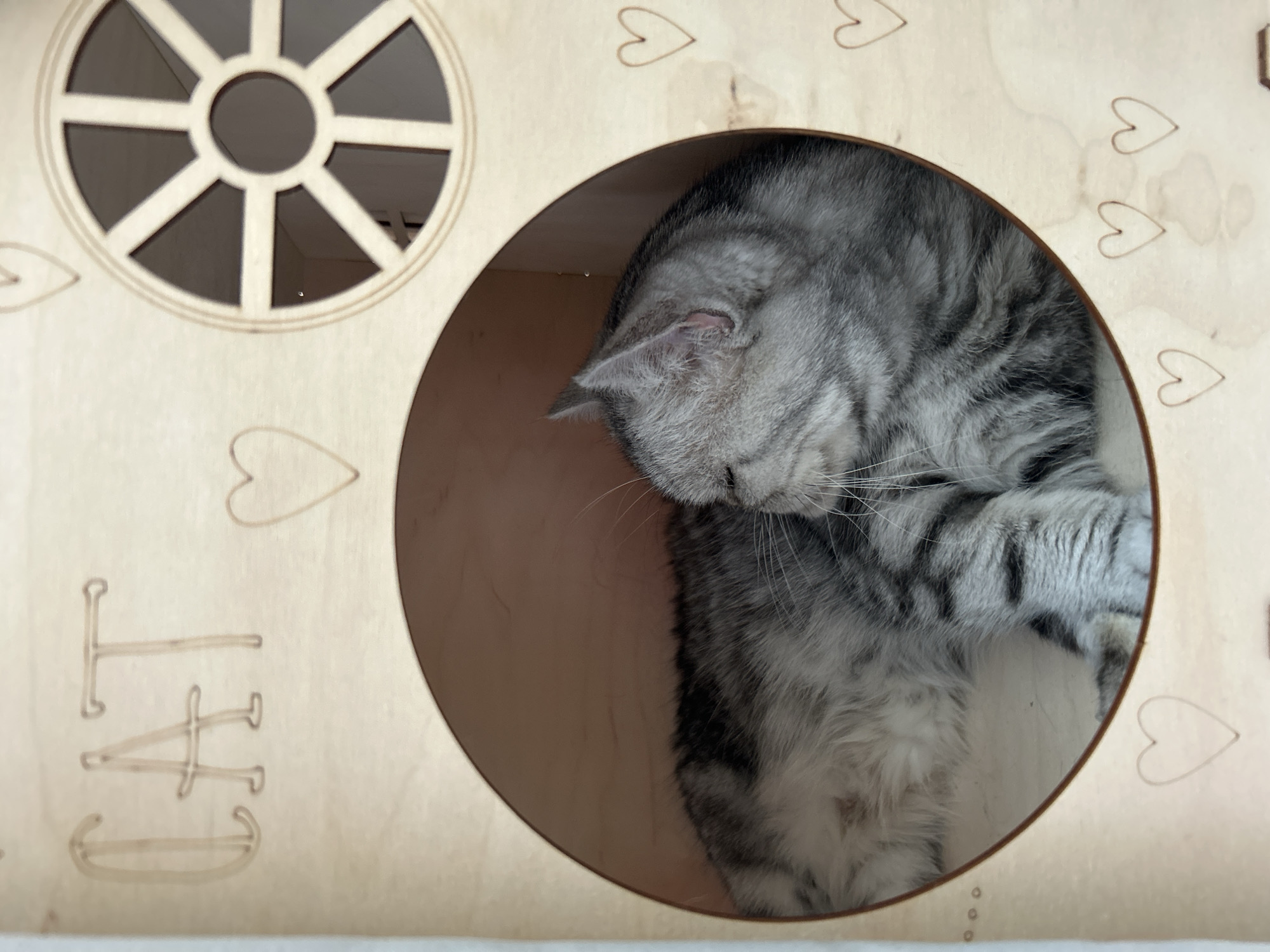 A tabby cat is sleeping inside a circular opening in a light-colored wooden structure. The structure has the word "CAT" carved into it and is decorated with several carved hearts. There is also a round window with spokes on the upper right side of the structure. The cat is mostly grey with black stripes, and its eyes are closed. Its paws are tucked underneath its body. The scene appears to be indoors, possibly in a pet store or a home. The municipality of Berdsk is located in the Novosibirsk Oblast of Russia.
