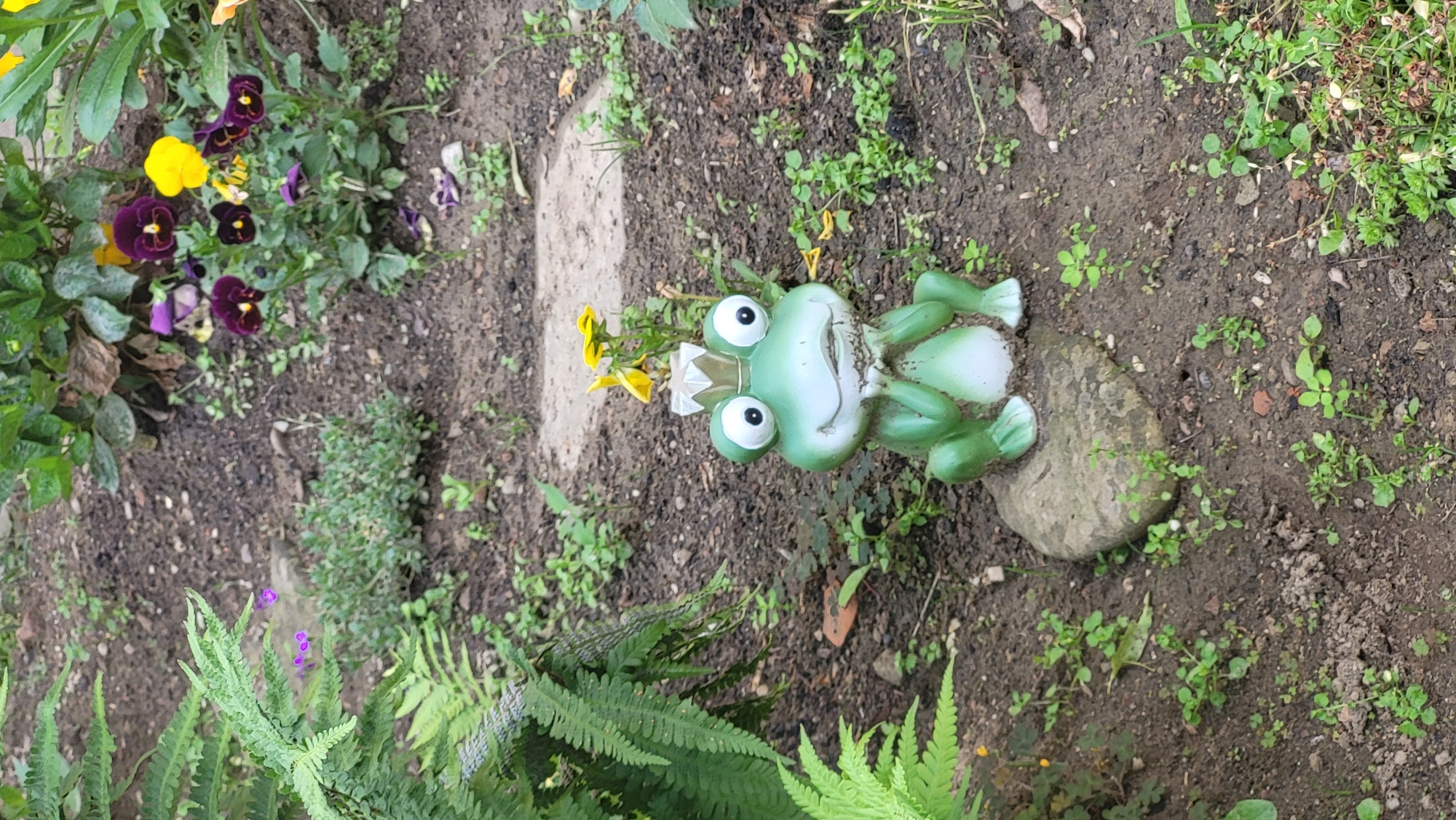 This is a medium-shot, eye-level, outdoor photograph of a garden scene. In the foreground, a decorative green frog statue wearing a crown sits on a rock. The frog has large, round eyes and its hands are clasped under its chin. Behind the frog, in the midground, are pansy flowers in shades of purple and yellow, and lush green foliage. The background consists of soil, small plants, and what appears to be a stone pathway. The lighting suggests it is daytime. The image is taken in the city of Prešov, Slovakia.