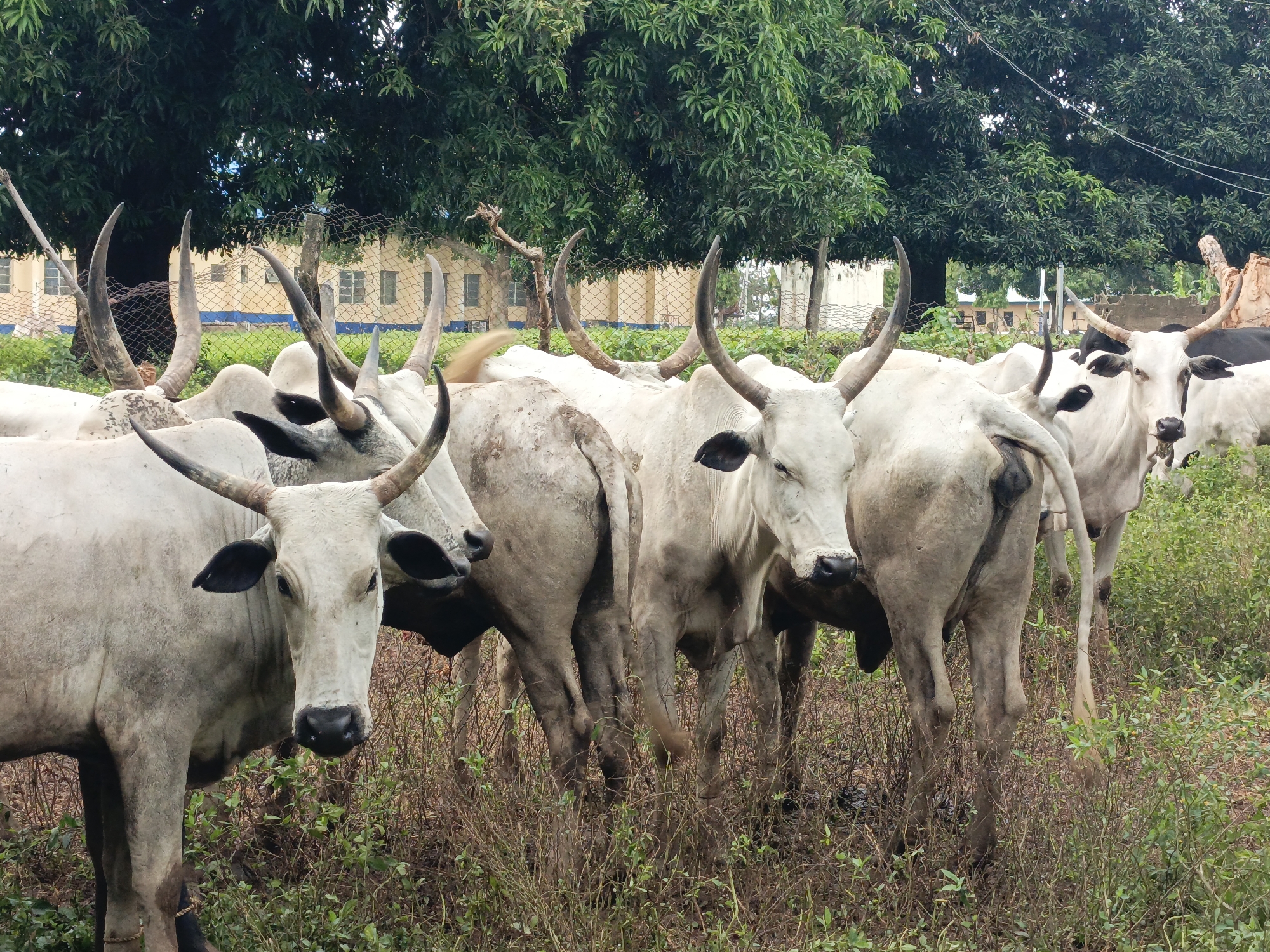 A herd of cattle, primarily white and light gray with some black markings, stand in a grassy, overgrown area. Their horns are prominent and vary in size and curvature. The cattle are facing in different directions, with some looking directly at the camera. In the background, a chain-link fence is visible, separating the herd from a pale yellow building with multiple windows. Behind the building, a lush green canopy of trees dominates the upper portion of the image. The overall scene appears to be an outdoor, rural or semi-rural setting, possibly on the outskirts of a town or city.