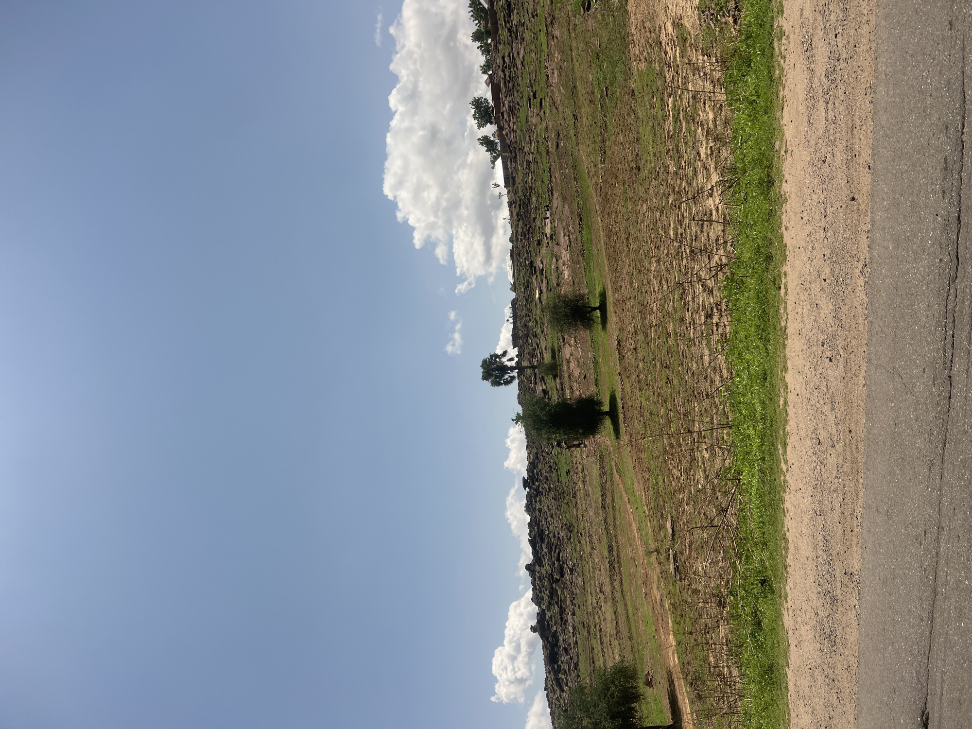 This image depicts a wide outdoor landscape in Kwarge, Nigeria, under a clear blue sky with scattered white cumulus clouds. The foreground features a section of dark gray asphalt road with visible cracks, bordered by a strip of light brown dirt or gravel, followed by a band of vibrant green grass. Beyond this, the terrain slopes upward, characterized by an uneven field with alternating patches of dry, reddish-brown soil and sparse green vegetation, including some scattered dead branches.
In the midground, several trees are present: a partially visible bushy green tree on the far left, two distinct bushy green trees towards the center, and a tall, slender palm tree with dark foliage on the right. On this slope, a single human figure is observed walking uphill, positioned to the right of the central bushy tree, and appears to be wearing light-colored clothing.
The background is dominated by a rocky hill or elevated area extensively covered with numerous dark brown boulders and rocks, interspersed with sparse green vegetation. Structures consistent with a small settlement are visible along the crest of this hill, particularly towards the right. These include several buildings with light-colored roofs, and additional trees, including at least one more palm tree, are scattered across the hilltop.