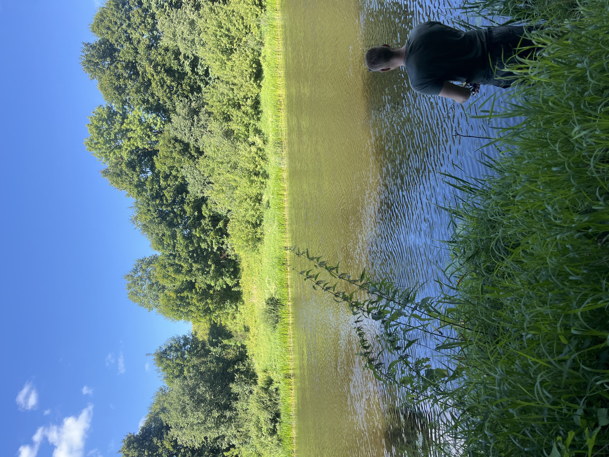 A person is fishing on the bank of a river on a clear day. The person is standing on the right side of the frame, facing the water, with their back to the camera. They are wearing a dark green t-shirt and dark pants. They are holding a fishing rod. The river is wide and calm, with ripples on the surface reflecting the sunlight. The riverbank on the left is covered in tall green grass and reeds. In the background, there is a dense line of trees and vegetation. The sky above is a clear blue with a few scattered white clouds. The location is the village of Germanovichi, Germanovichi rural council, Braslav district, Vitebsk region, Belarus.