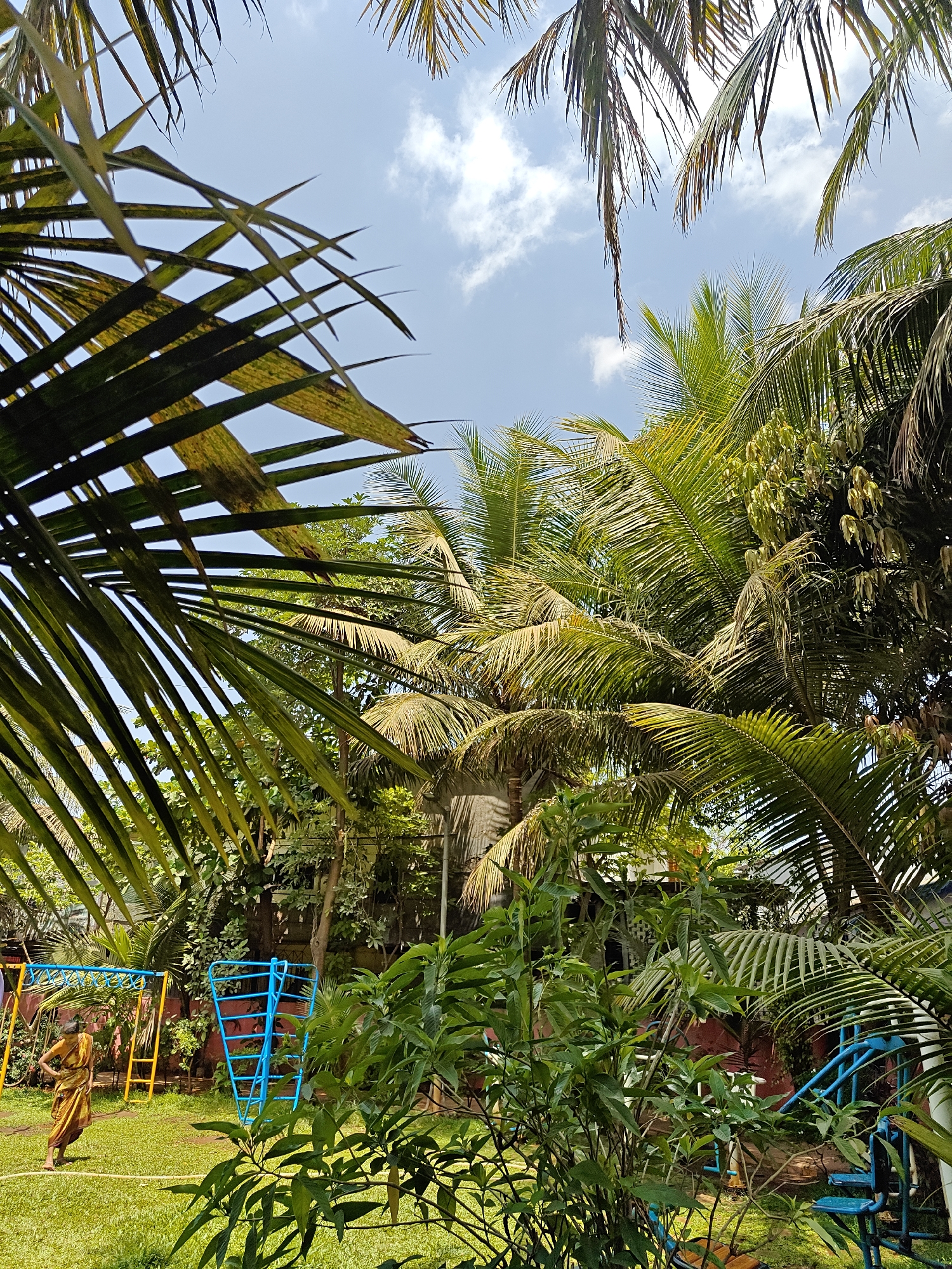 The image captures a scene within a lush, overgrown garden, likely in a tropical or subtropical location. The foreground is dominated by vibrant green foliage of various plants and trees, including palm trees that frame the view with their fronds.
In the middle ground, a woman wearing a mustard-colored garment is walking on the grassy lawn. Adjacent to her is a playground structure made of blue-painted metal tubing, including a ladder and other climbing elements. In the background, a building with a red exterior and white trim is partially obscured by the dense greenery. The sky above is light blue with scattered white clouds. The location is unspecified.