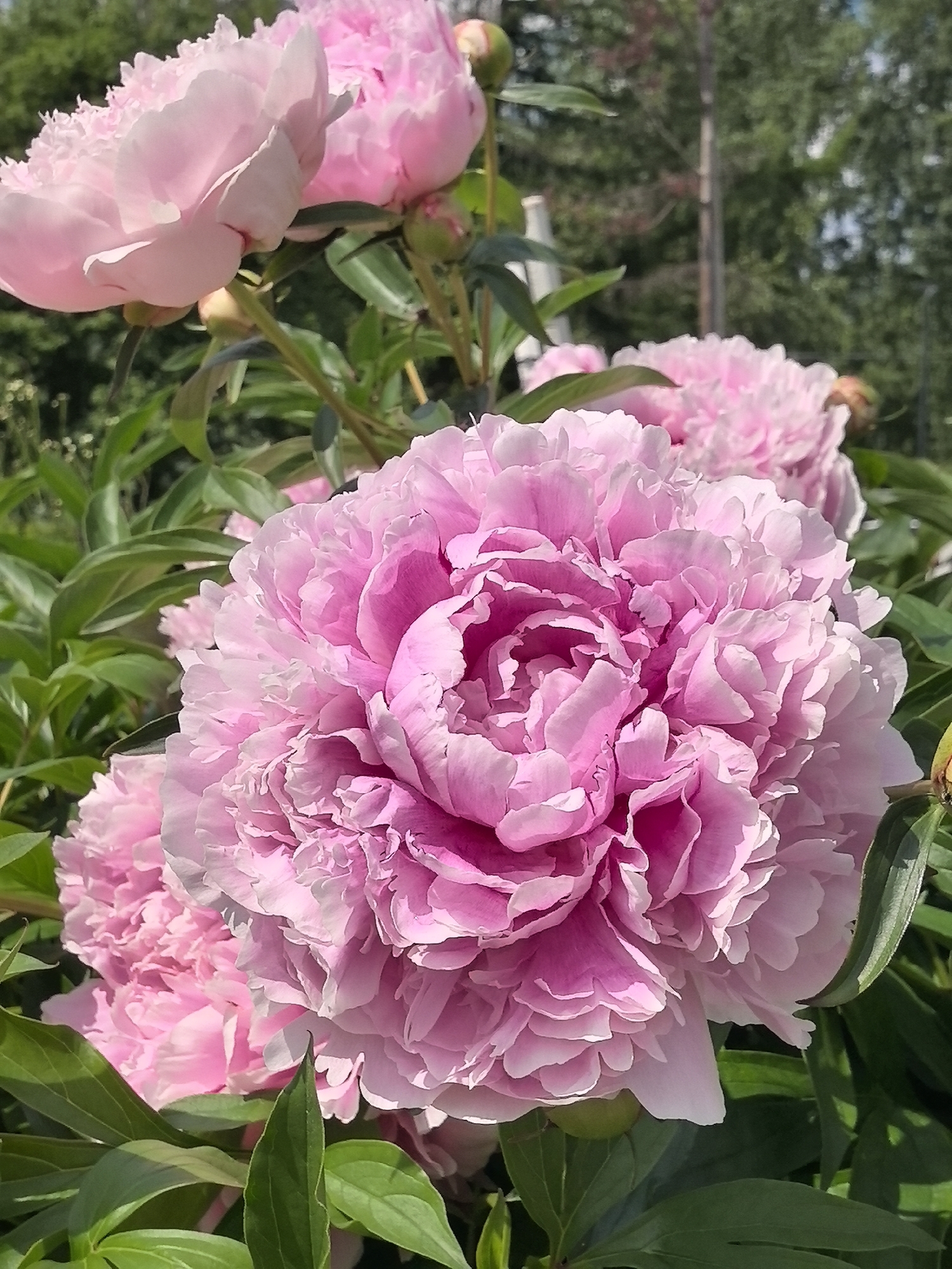 This is a close-up, eye-level, vertical outdoor shot of several pink peonies in bloom. The largest peony is in the foreground, filling the center of the frame. It is a fully opened flower with many ruffled petals that transition from a deeper pink at the center to a lighter shade at the edges. Behind it, to the left and right, are other peony blooms and buds, some in focus and some blurred. The flowers are surrounded by lush, green foliage. The background consists of blurred trees and foliage, suggesting a garden or natural setting. There are no people or animals visible in the image. The lighting indicates it is daytime. There is no information in the image to suggest a specific location in the city of Perm, Russia.