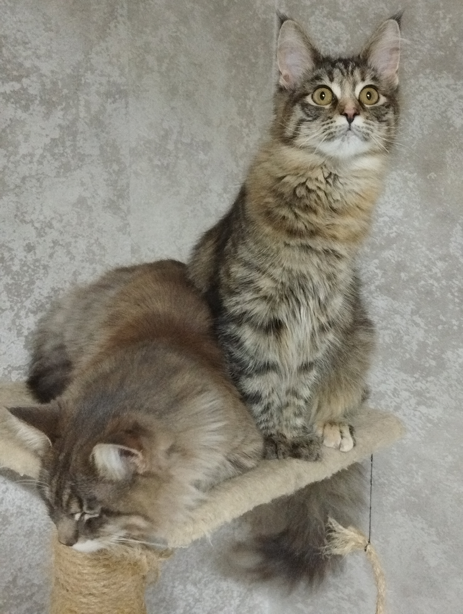 Two long-haired tabby cats are resting on a multi-level cat tree in an indoor setting, likely a home or animal facility in Grishanki, Russia. The background consists of a light grey, textured wall.
On the upper platform, one cat sits upright, its head and alert yellow eyes directed upwards and slightly to the right, as if focused on something out of frame. This cat possesses prominent ear tufts and thick, fluffy fur with distinct brown, grey, and black tabby markings. Below and to the left, the second cat is lying down, appearing relaxed or asleep, with its head nestled near a sisal-wrapped post of the cat tree. Its eyes are partially closed, and its soft, long fur displays warm brown and grey tones.
The cat tree itself is covered in a light-colored, possibly carpeted material, featuring scratching posts wrapped in natural fiber rope. A frayed piece of rope or string hangs from the upper platform on the right side. The scene conveys a calm and comfortable environment for the felines. There is no visible text in the image.