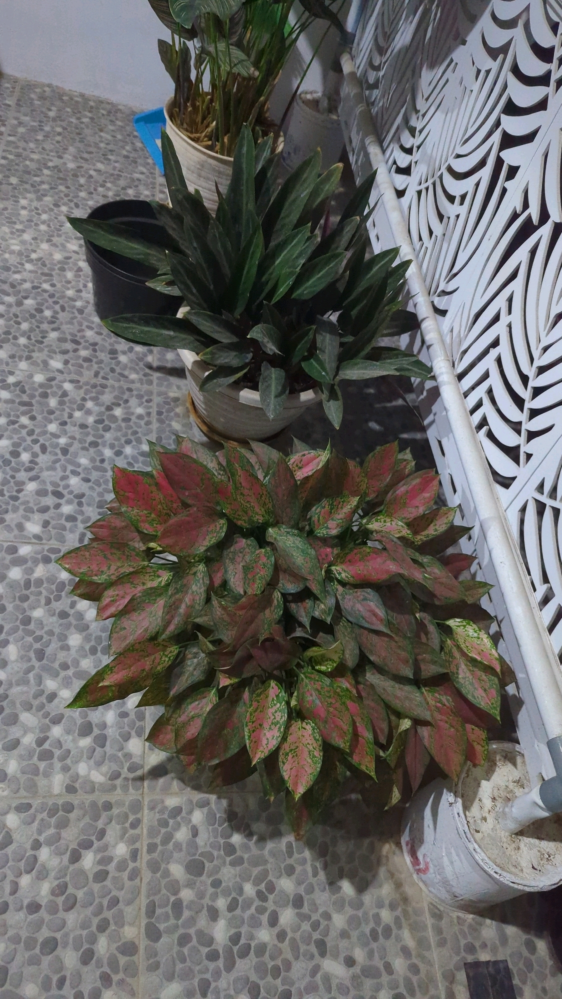 The image shows two potted plants on a tiled floor. The plant in the foreground has broad, oval leaves with prominent pink and green variegation. The plant in the background has long, slender, dark green leaves. To the left of the plants, there is a black plastic pot. In the upper left background, a blue plastic object is visible. The wall behind the plants has a decorative white lattice pattern. A white pipe runs vertically along the right side of the image. The tiled floor is made of small, round, grey pebbles. The scene appears to be indoors or in a covered outdoor area. There are no people visible in the image. This scene is a common sight in residential areas of Baroqah, Indonesia, where potted plants are often used for decoration and to bring nature into living spaces, especially in urban environments where green spaces may be limited.