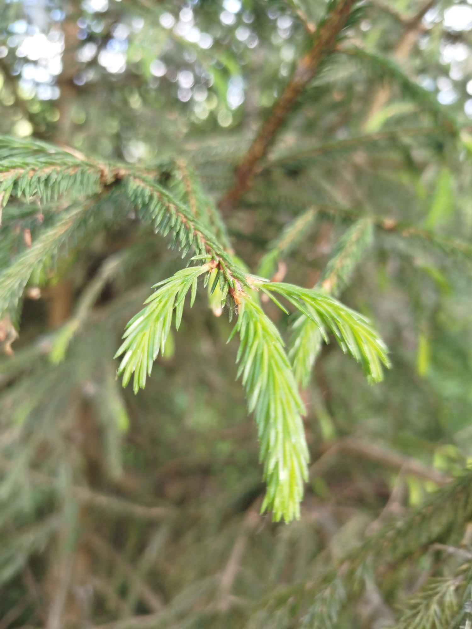 The image shows a close-up view of a spruce tree branch with new growth at the tips. The needles are bright green and appear to be soft. The background is blurred, suggesting a larger forest or park setting. The location is Noginsk, Russia. The environment is a natural setting, likely a park or wooded area. There are no people visible in the image.