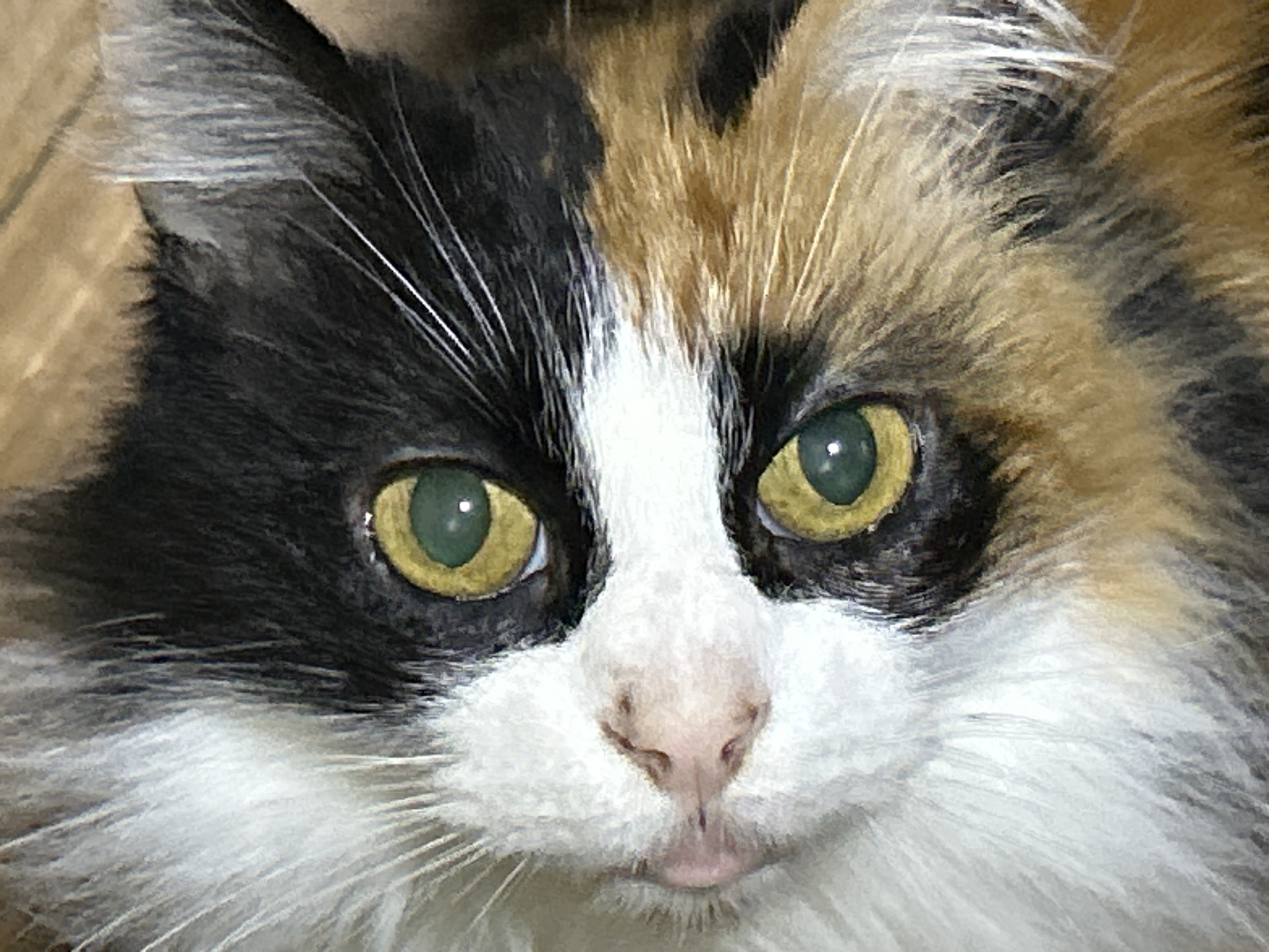 The image is a close-up, eye-level, full-frame shot of a calico cat's face. The cat's fur is a mix of black, white, orange, and brown. The cat has large, green eyes with yellow irises. Its nose is pink and appears wet. The background is blurred and appears to be a wooden surface. There is no indication of the city of Buenos Aires, Argentina, or any other specific location in the image. The image captures the cat's head from a slightly tilted angle.