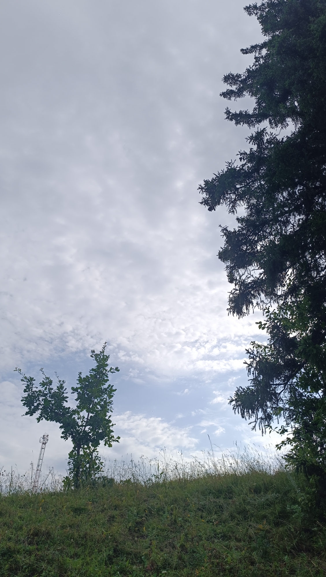 The image depicts a slightly overcast sky with scattered clouds. In the foreground, a grassy hill slopes upwards. On the left side of the hill, a solitary, leafy tree stands prominently, with a tall, slender cell tower visible behind and to its left. The right side of the image is dominated by the dark green foliage of a large coniferous tree, its branches reaching towards the sky. The overall environment suggests a natural or semi-natural landscape, possibly on the outskirts of a settlement, with a mix of vegetation and man-made infrastructure. The location is identified as Karsha, Russia.
