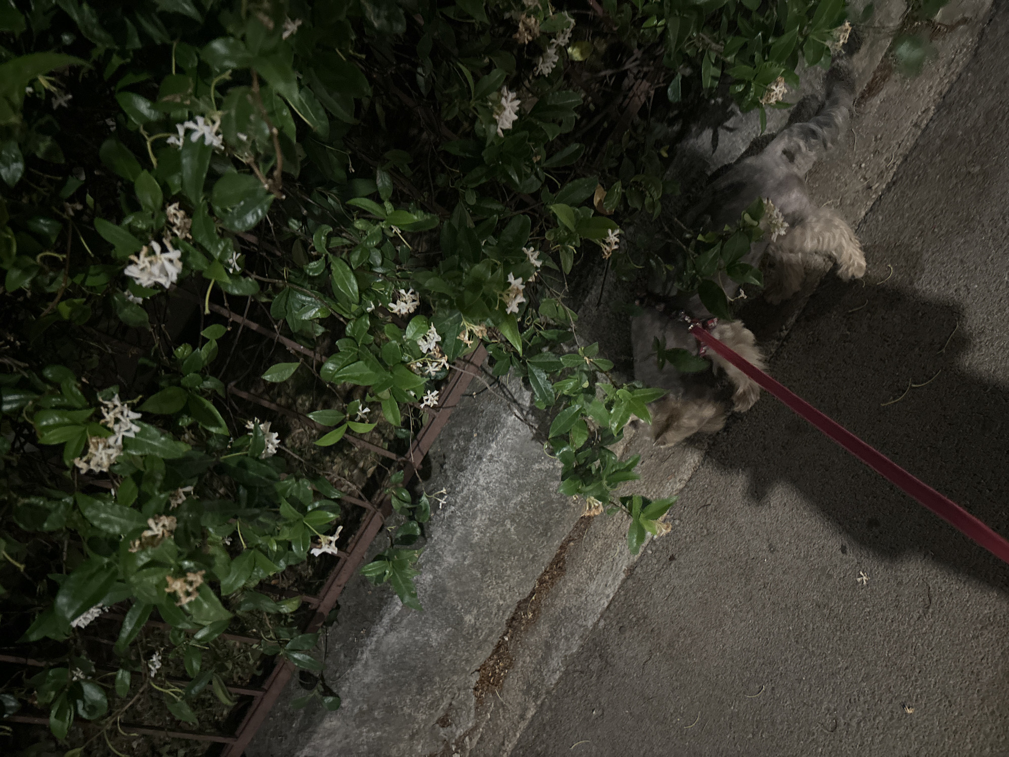 The media file shows a dark scene with a dog on a leash being walked at night. The dog is a light gray and fluffy breed, and it is partially obscured by green foliage. The foliage, which includes small white flowers, appears to be growing along a fence or wall. The ground is paved, with a concrete curb. The time of day is clearly night, as indicated by the darkness and the artificial lighting that illuminates the scene. There are no people visible, only the dog and the plants. The overall mood is quiet and perhaps a bit mysterious due to the low light. The location cues, such as the paved ground and the type of foliage, are typical of an urban or suburban environment. The specific mention of Budva, Montenegro, suggests this is a European setting, possibly a park or a street. There is no visible text in the image.