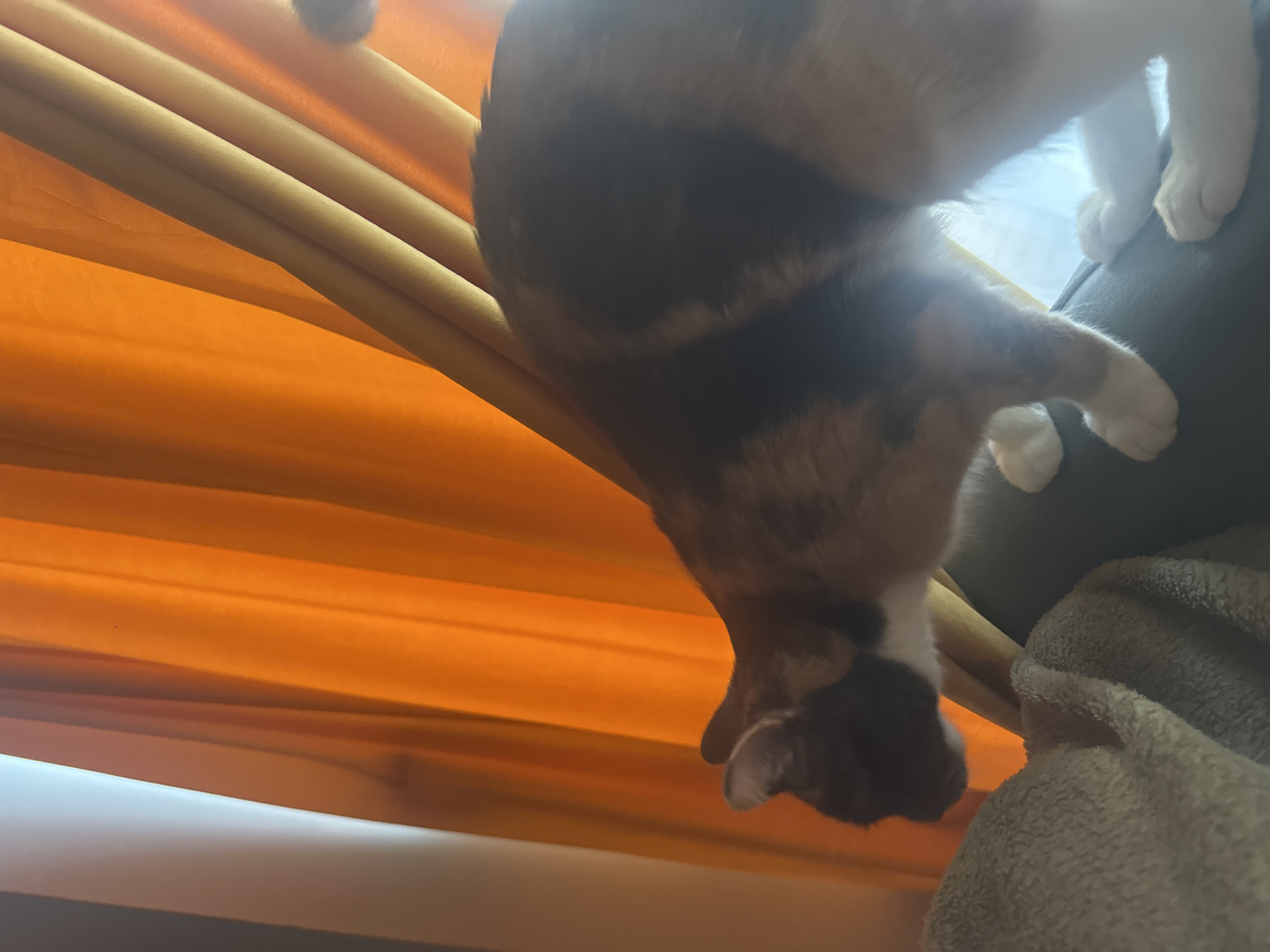 In an indoor setting, likely a home, a calico cat is positioned on what appears to be a sofa, with its body angled towards the right side of the frame. The cat is predominantly brown, black, and white, with its head and front paws clearly visible. Its head is turned to the left, and its attention seems to be focused downwards, possibly on something out of frame or on the surface it is standing on. Behind the cat, a set of orange and cream-colored curtains are drawn, with light filtering through them, creating a warm and somewhat diffused illumination. A light-colored, textured blanket or rug is visible in the lower left corner of the image, partially obscuring the sofa's edge. The overall scene suggests a casual, domestic environment.