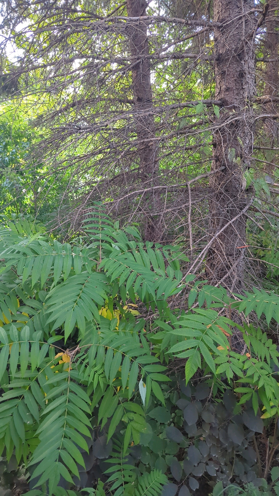 The image depicts a dense forest scene, likely in a natural or semi-natural area. The foreground is dominated by lush green foliage, characterized by large, compound leaves with serrated edges. These appear to be a type of fern or a similar herbaceous plant. Behind this vibrant undergrowth, the trunks of two mature evergreen trees are visible, with rough, textured bark. The branches of these trees are heavily laden with needles, and many smaller, dead branches create a tangled network, suggesting a mature or possibly somewhat neglected section of woodland. The background consists of more green foliage, indicating a substantial wooded area. The lighting suggests it is daytime, with sunlight filtering through the canopy. There are no people or man-made structures evident in the scene. This image was taken in Montreal, Canada.