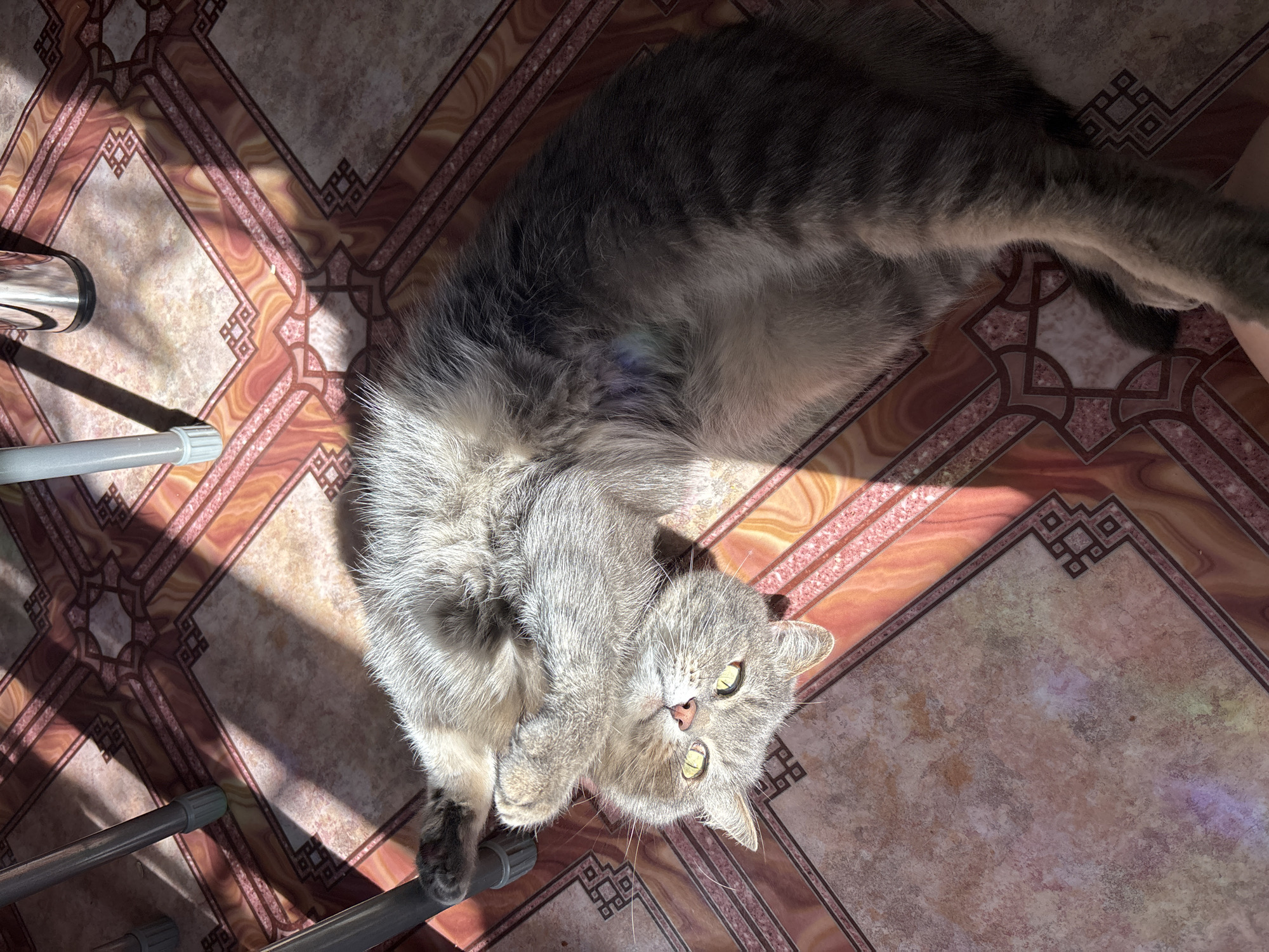 A grey tabby cat lies on its back on a tiled floor, basking in sunlight. The floor has a pattern of reddish-orange and cream tiles with dark geometric borders. The cat's fur is a mix of grey and darker tabby markings. Its eyes are open and yellow-green, and its pink nose is visible. The cat is partially illuminated by sunlight streaming in from the side, casting shadows on the floor. The legs of a metal chair are visible in the upper left and right of the frame, casting long shadows. A metallic cylindrical object, possibly a thermos, is also visible near the chair leg in the upper right. The overall impression is one of a peaceful, sun-drenched moment. The location is the city of Chaikovsky, Russia.