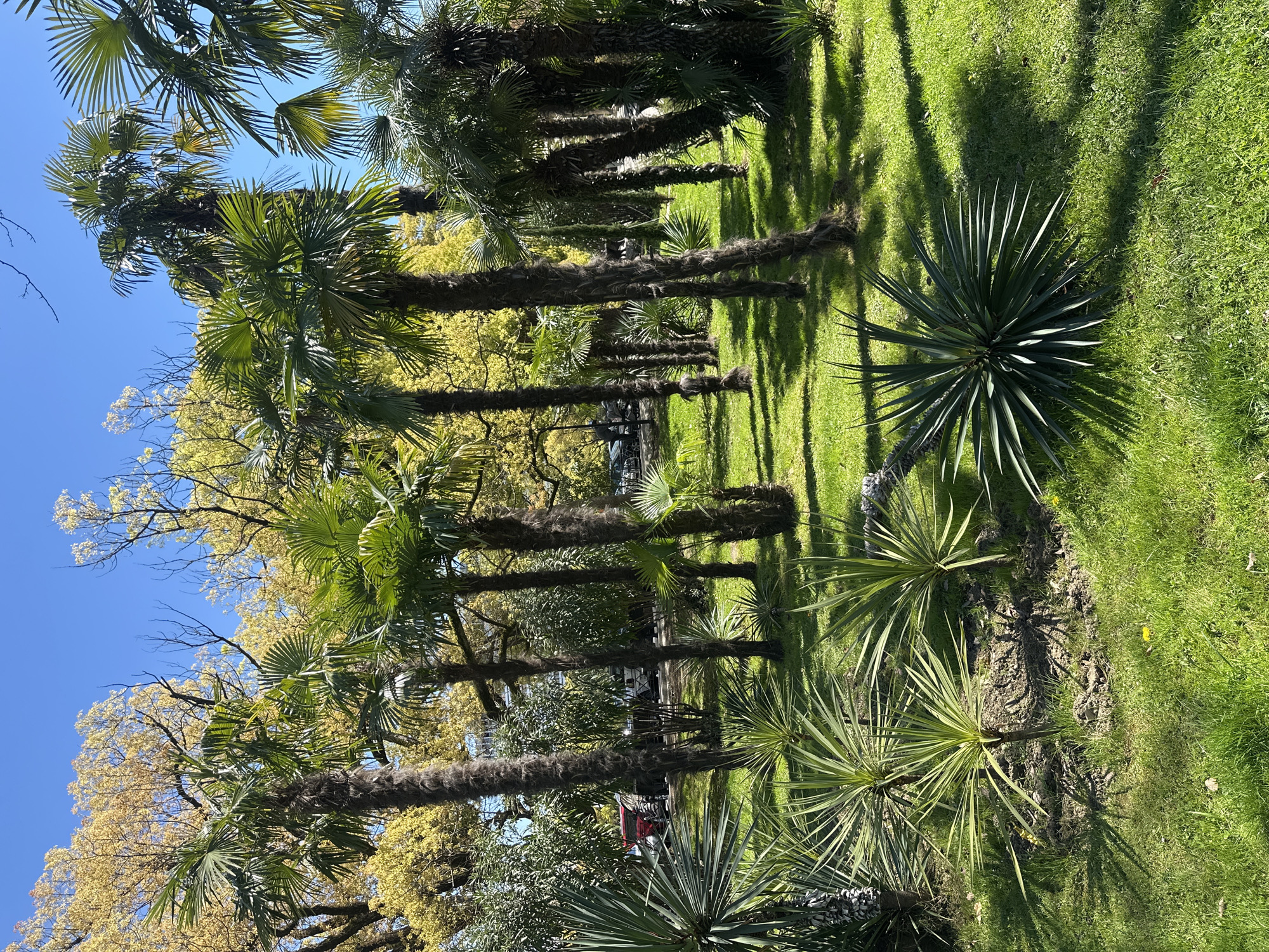 The image shows a park scene with palm trees and yucca plants in Sochi, Russia. The sky is blue and visible between the palm trees. The ground is covered in green grass, and the shadows of the trees are visible on the grass. There are several palm trees with brown trunks and green fronds. There are also several yucca plants with long, spiky leaves.