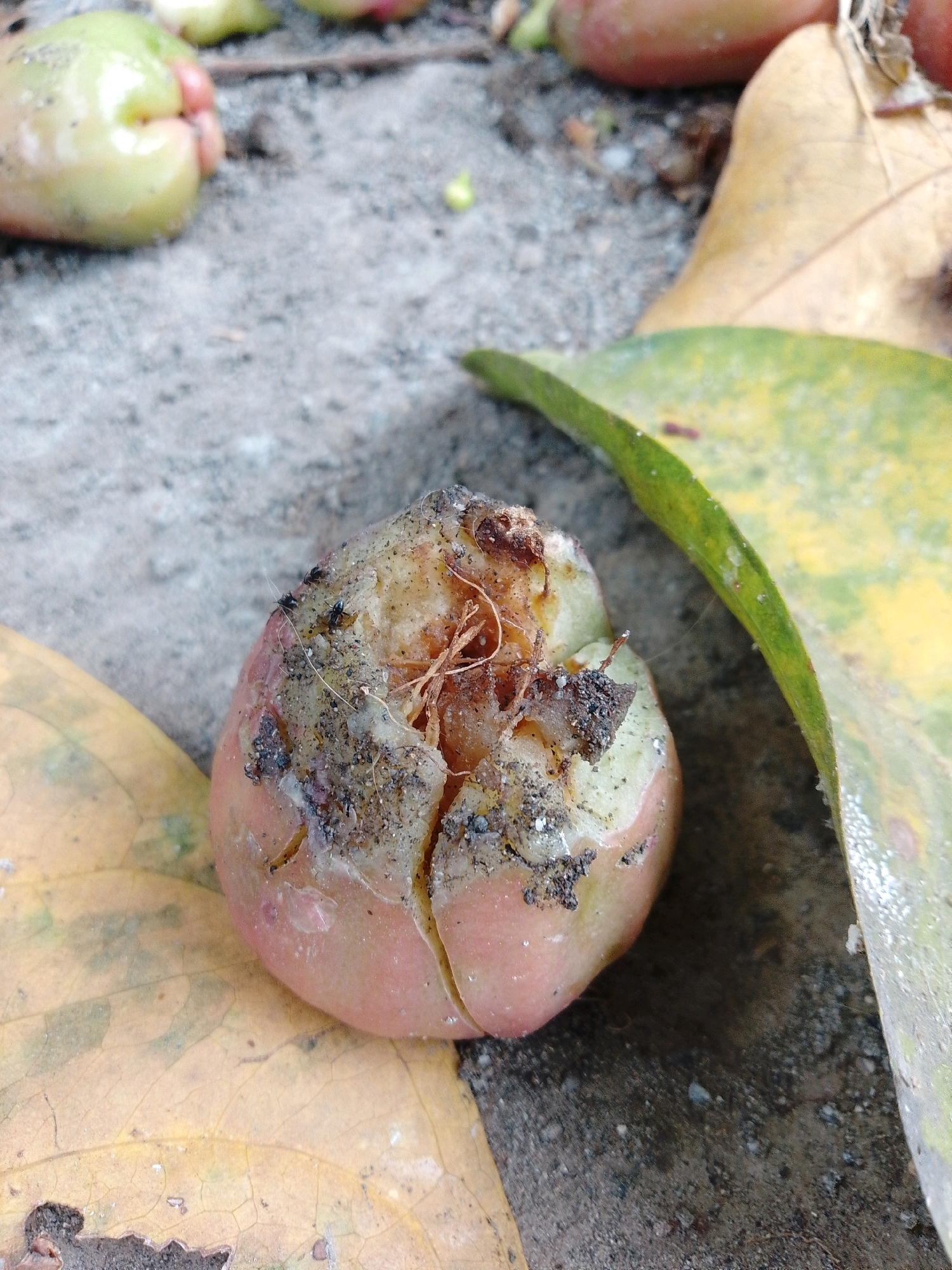 The image shows a close-up, ground-level view of a damaged, decaying fruit on a dirt and gravel surface, possibly in Cikal, Indonesia. The fruit, which appears to be a rose apple given its shape and color, is split open and covered in dirt, debris, and at least four small black insects, possibly ants. Some of the fruit's flesh is exposed and discolored, suggesting rot. Two fallen leaves, one yellow and one green and yellow, lie near the fruit. The background is blurred, showing more of the ground and other indistinct fruits. The lighting suggests it is daytime.