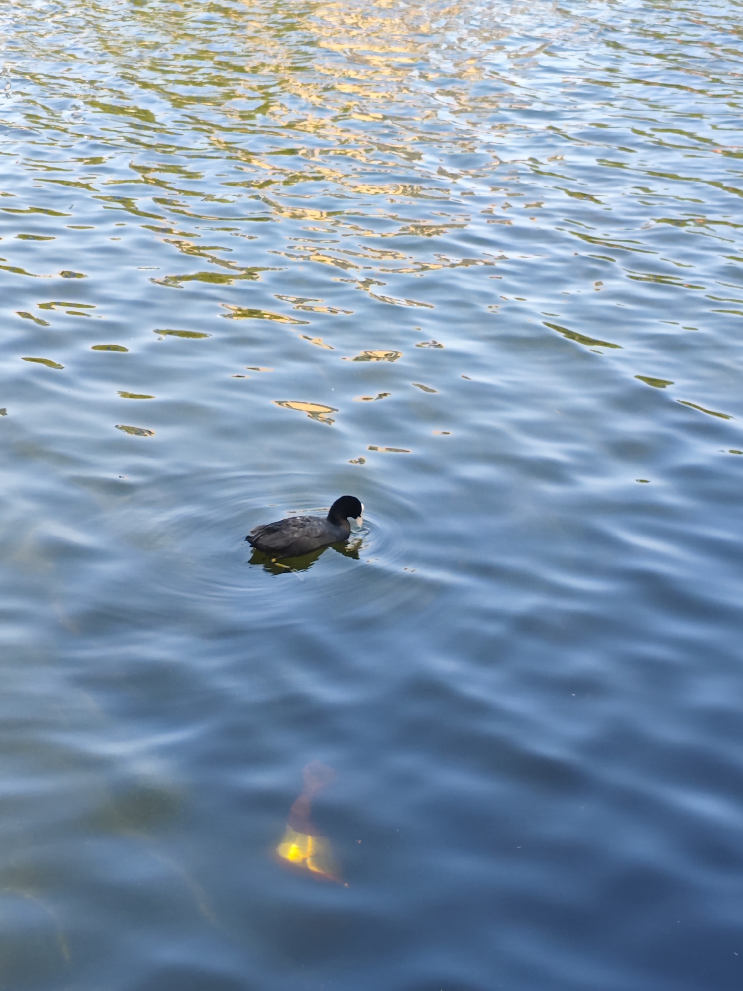 A single black coot is swimming in the blue water of a pond or lake. The coot is positioned in the lower left quadrant of the image, facing to the right. Its head is black with a white patch on its beak, and its body is dark gray. The water is rippled, reflecting the golden light of the sun from above, creating streaks of yellow and orange on the surface. The environment appears to be outdoors, likely in a park or natural setting within the city of Tilburg, Netherlands. No people are visible in the image.