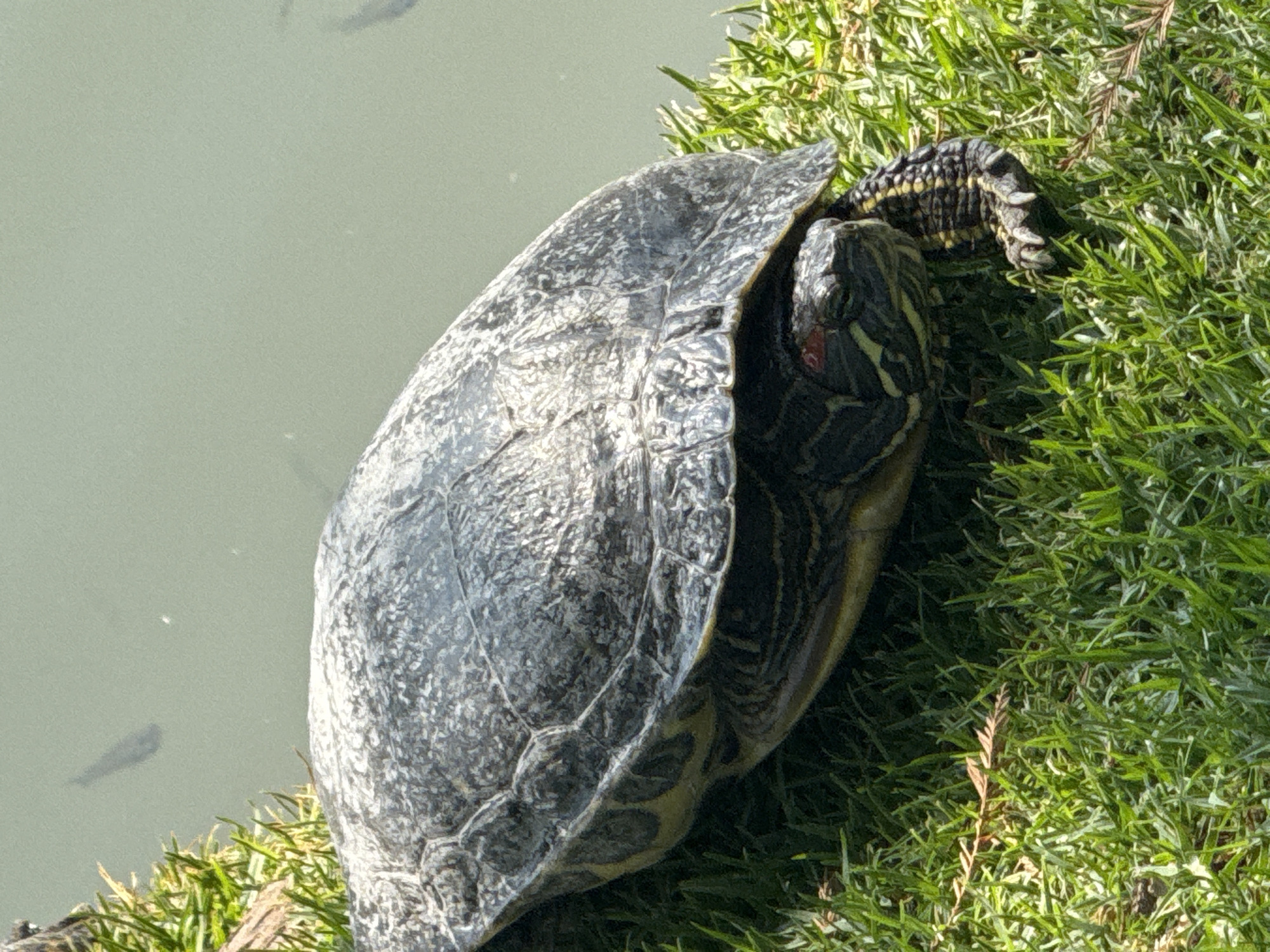A turtle is on the grassy bank of a body of water, likely a pond or lake. The turtle appears to be a Red-eared Slider, identifiable by the red markings near its eyes. The turtle's shell is a mottled gray with black patterns. The grass is bright green. The water appears to be a slightly murky green. In the water, there are some fish visible. The photo was taken in daylight. The location is unspecified within the city of San Andrés Cholula, Mexico.