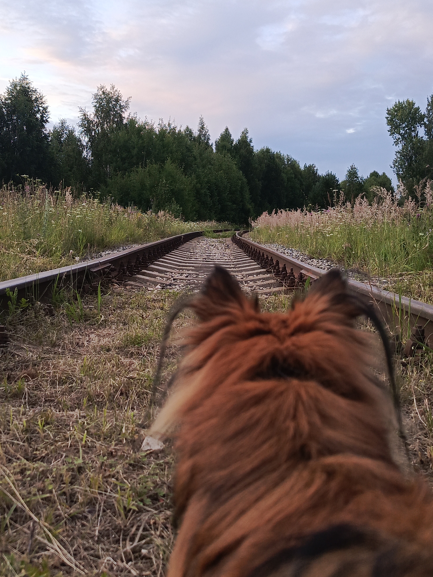 The image, captured from a low angle, shows a set of weathered railway tracks curving into the distance, flanked by tall green grass and wildflowers. The tracks appear to be disused, with visible rust on the rails and some overgrowth encroaching on the ballast. In the foreground, the back of a dog's furry, reddish-brown head and shoulders is in sharp focus, its ears visible above the frame, obscuring the immediate view. Beyond the tracks, a dense line of trees forms a dark green backdrop against a sky with soft, muted clouds tinged with pink and blue. The overall impression is one of a serene, possibly abandoned, rural setting near Kauchuk Stantsiya, Russia, at dusk.