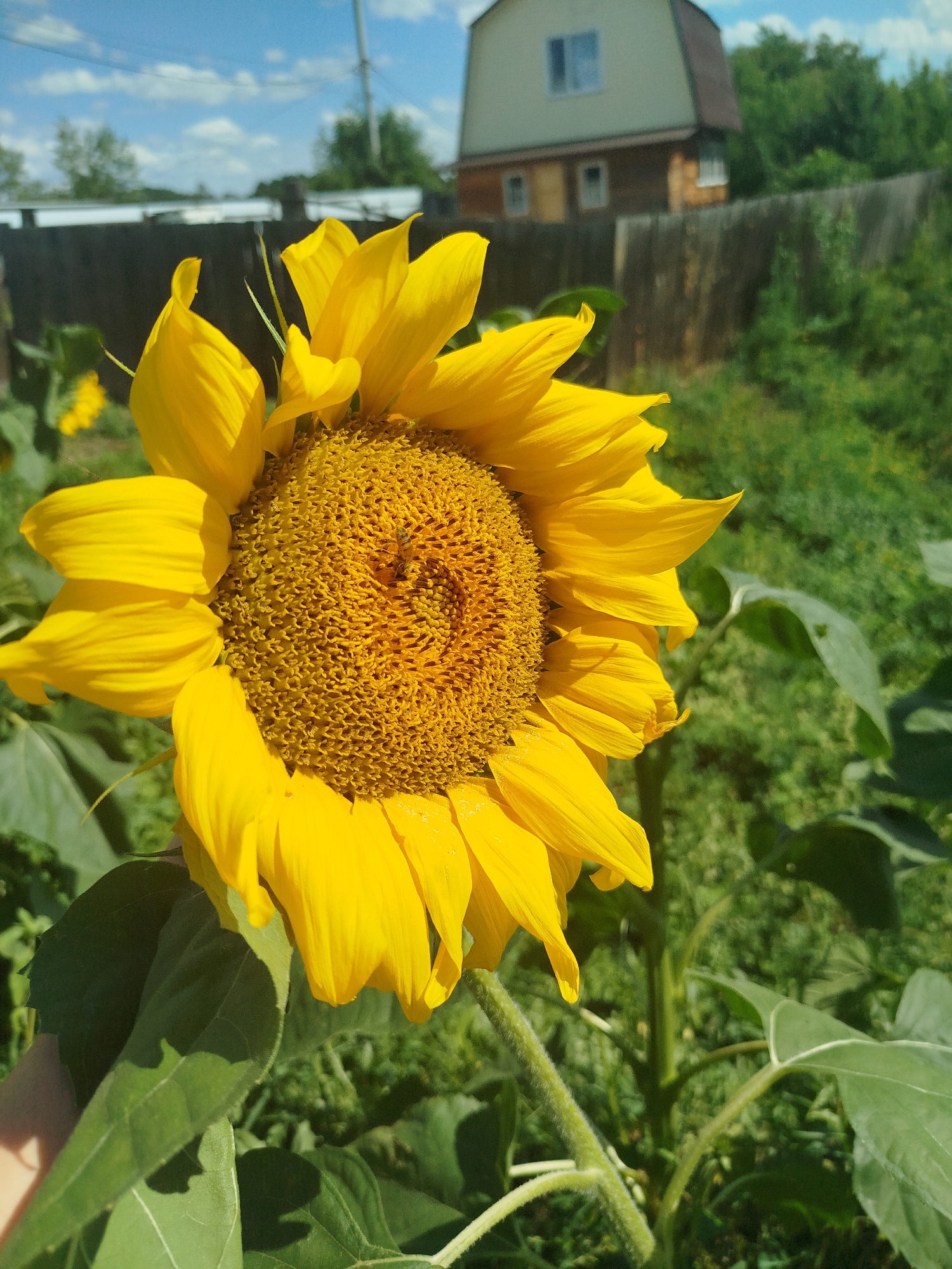 The image is a close-up shot of a sunflower with a bee on its center. The sunflower has bright yellow petals and a brown center. The background is blurred, showing a wooden fence, green grass, and a house with a red roof. The sky is blue with some white clouds. The image appears to be taken in a rural or suburban setting, possibly a garden or a field. The metadata indicates the image was taken in Zavodoukovsk, Russia.
