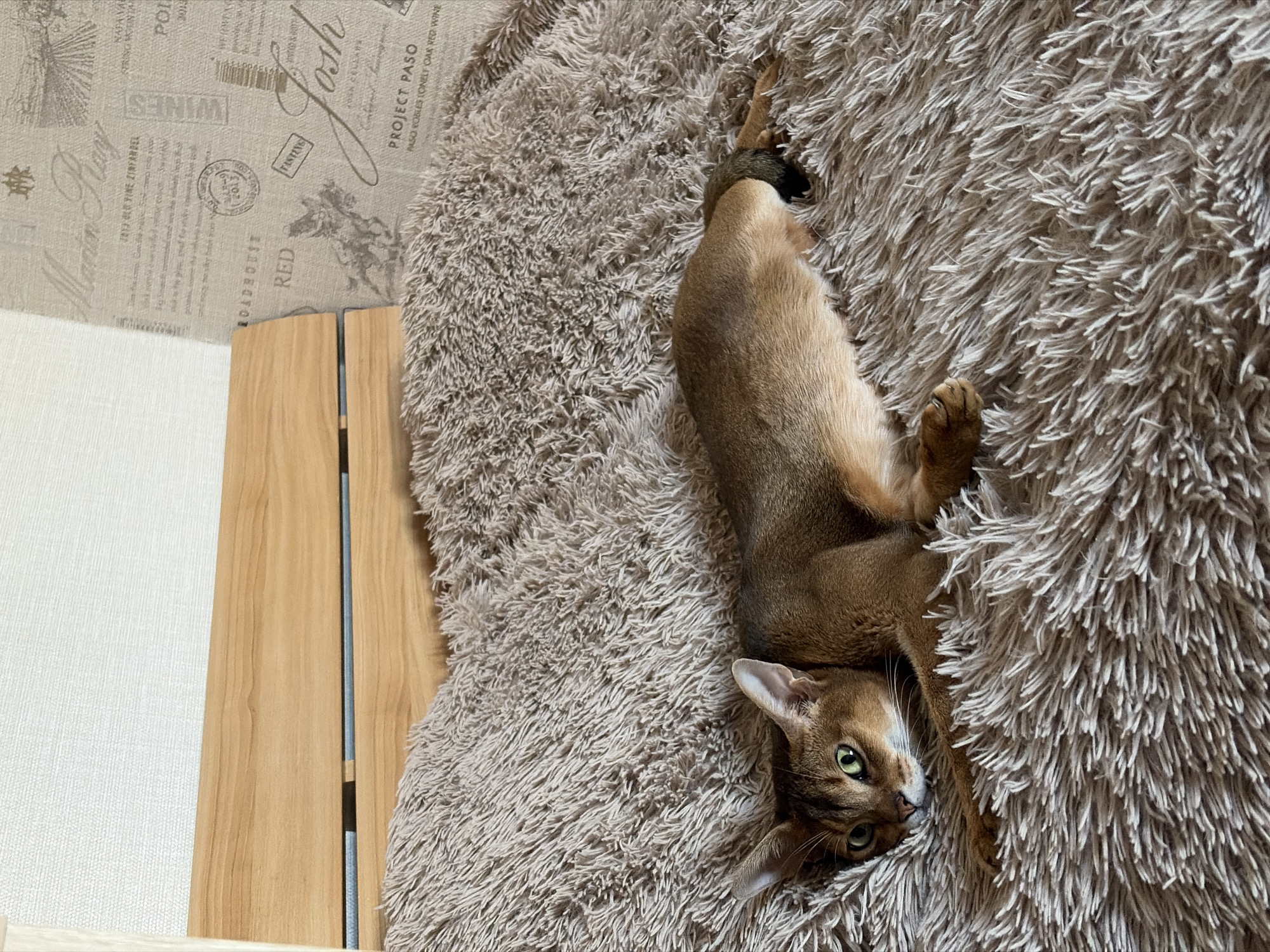 A brown Abyssinian cat with green eyes is lying on a fluffy brown blanket. The cat is resting its head on its paws, looking towards the camera. The blanket is spread across a bed with a wooden headboard. The background wall is decorated with wallpaper that has a vintage wine label design. The scene appears to be indoors, in a residential setting. The specific location in the city of Chaikovsky, Russia is not discernible from the image.