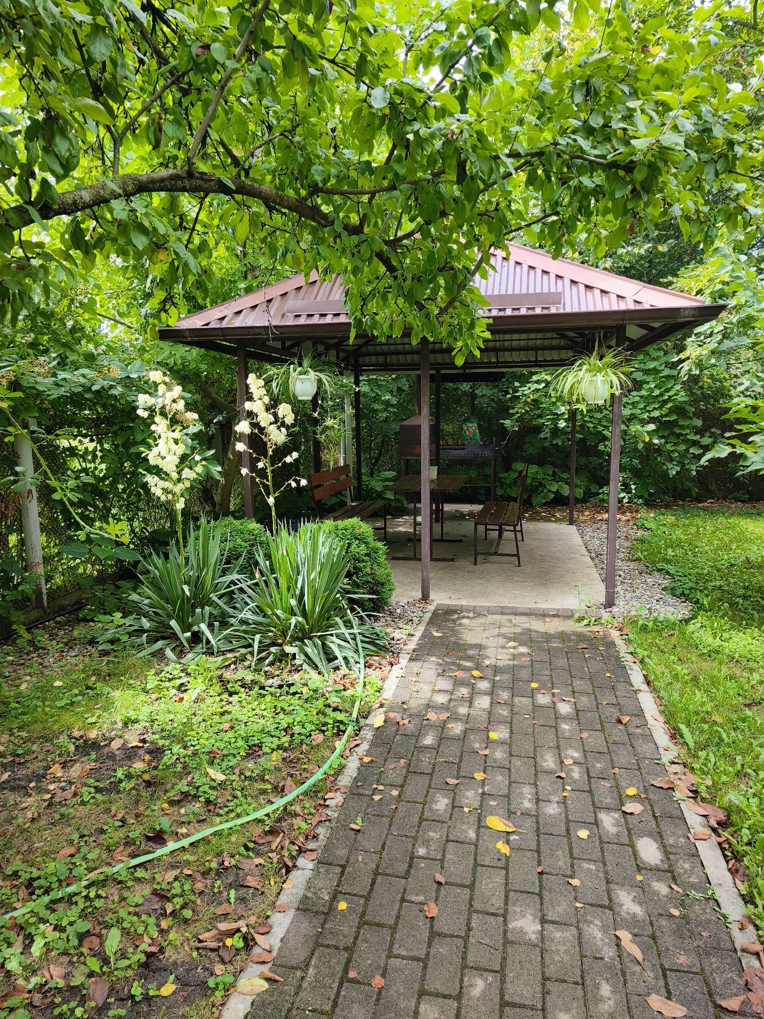 This is a photograph taken from a low angle, looking towards a covered patio area in a garden. The patio is made of concrete and has a dark brown, sloped roof supported by brown posts. Inside the patio, there is a barbecue grill, a wooden table, and two wooden benches. A hanging plant in a white pot is suspended from the roof. A paved walkway, made of grey bricks with fallen leaves scattered on it, leads to the patio. To the left of the walkway, there is lush green foliage, including tall, spiky plants with white flowers and a small, manicured bush. A green garden hose is visible on the ground near the foliage. The background is filled with dense green trees and bushes. The overall impression is that of a tranquil, outdoor recreational space.