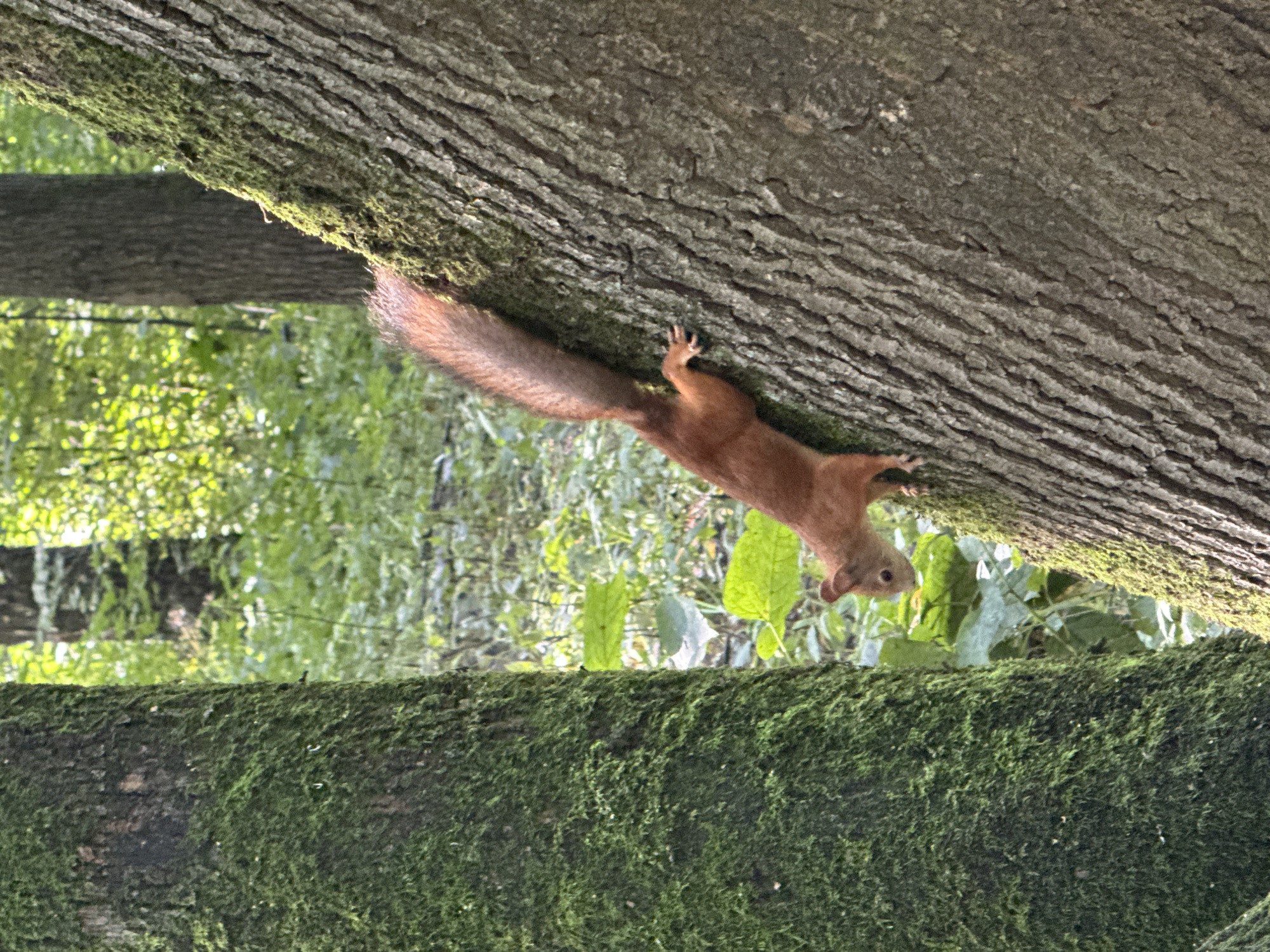 In Rusanovo, Russia, a reddish-brown squirrel is captured mid-climb on the rough, textured bark of a tree. The squirrel is positioned on the right side of the frame, facing downwards and to the left, with its bushy tail extending upwards and to the left. Its hind legs are firmly planted on the bark, while its front paws are reaching forward. The tree trunk it's climbing is large and appears to be growing in a forest environment, with other moss-covered trees and lush green foliage visible in the background. Sunlight filters through the leaves, creating dappled light and shadows on the forest floor. The overall scene depicts a natural woodland setting with a common wild animal in its habitat.