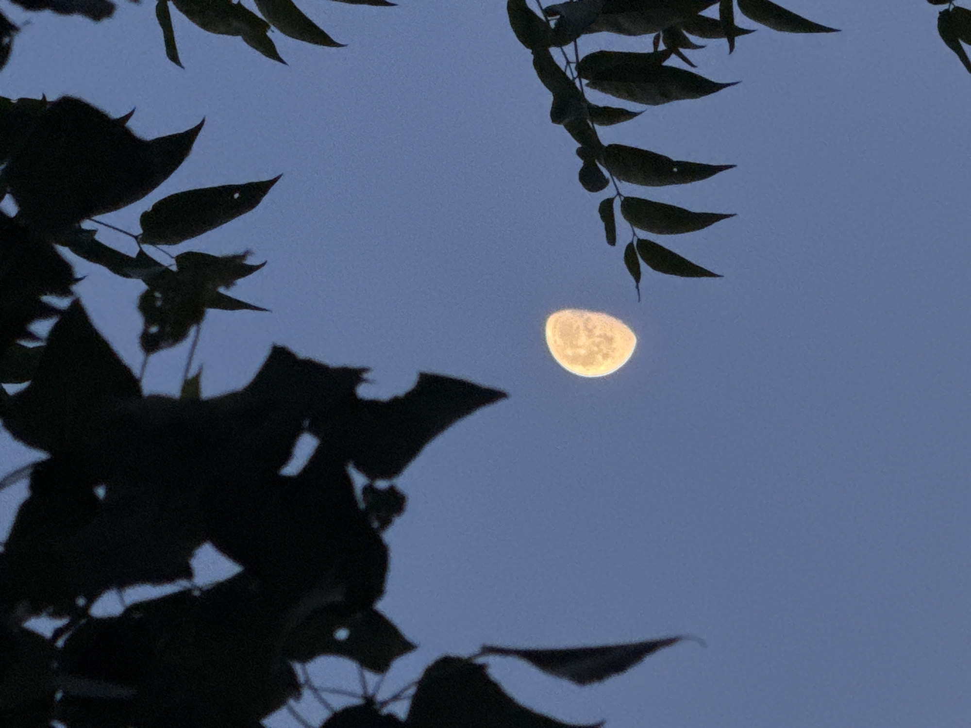 The image displays a yellowish-orange gibbous moon, approximately two-thirds illuminated, positioned slightly below the vertical center against a deep blue, twilight sky. The moon's surface exhibits visible texture and crater-like details. Dark, silhouetted foliage, composed of tree branches and numerous leaves, frames the celestial body, occupying the upper left, upper right, and a segment of the lower right portions of the frame. No human subjects, animals, man-made structures, or artificial light sources are visible within the frame. No specific actions or interactions are depicted. The scene captures a natural environment with the sky and silhouetted vegetation as the primary elements. While the image is understood to be located in the city of Sofia, Bulgaria, the visual content itself does not contain any specific landmarks or identifying features that could pinpoint an exact location within the city; it presents a generalized view of the night sky as seen through tree cover.