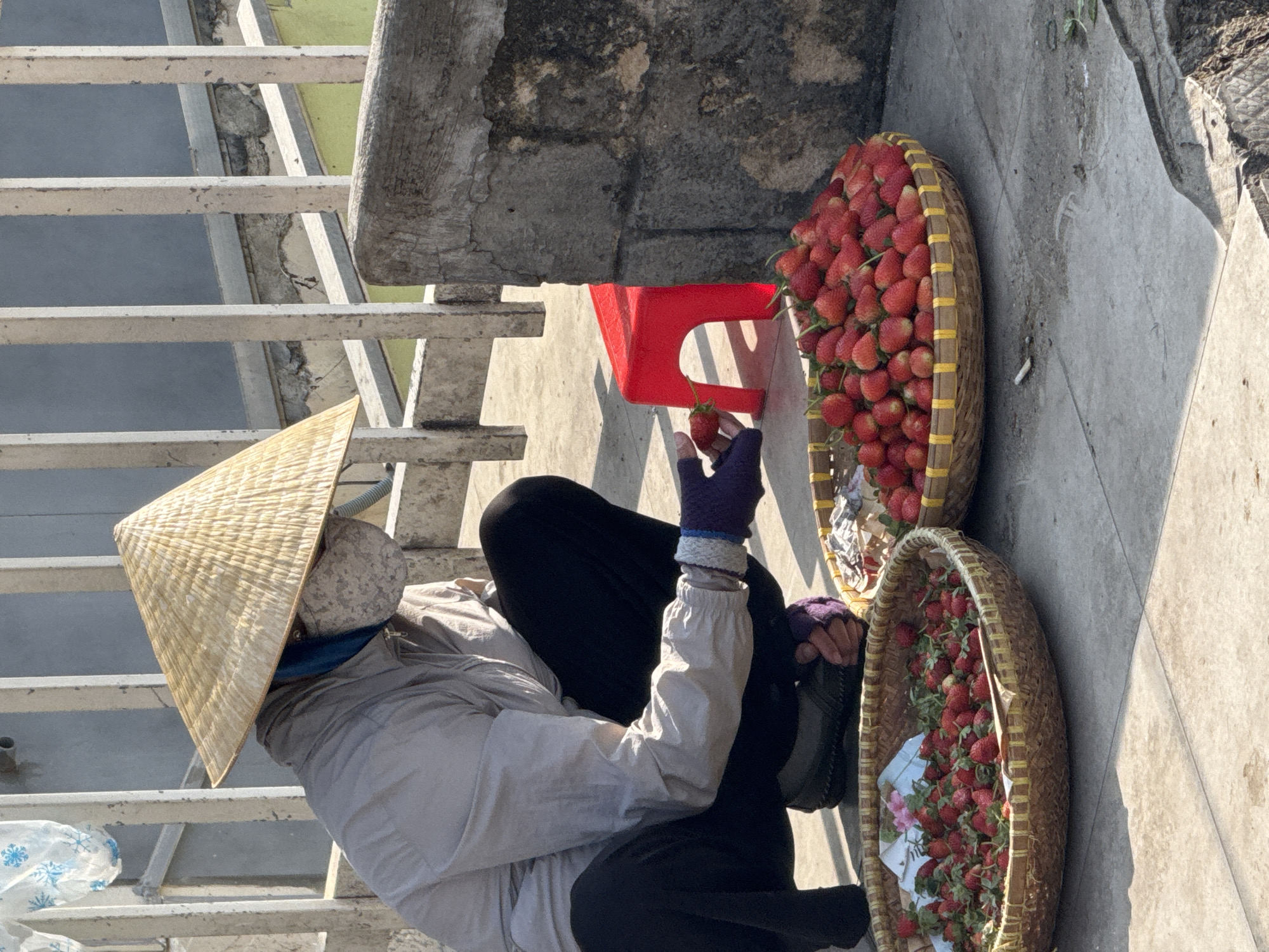 This outdoor image from Da Lat, Vietnam, portrays a strawberry vendor engaged in her daily trade. The central figure, likely a woman, is seated on the ground, identifiable by her traditional Vietnamese conical hat (nón lá). She wears protective light-colored long-sleeved clothing, a face covering, and purple gloves, typical attire for vendors to shield against sun and dust.
Around her are two large, oval-shaped woven baskets, brimming with fresh, ripe red strawberries. The baskets are crafted from a light-toned woven material, accented with horizontal yellow strips, adding a natural aesthetic. One basket is prominently displayed closer to the foreground, while the other sits further back, partially obscured by a small, bright red plastic stool. The vendor holds a single strawberry in her right gloved hand, appearing to be inspecting it or offering it for sale.
The setting is an unadorned concrete area, possibly a sidewalk or market stall, with a textured concrete wall or ledge in the background. To the left, a structure composed of horizontal metal railings suggests a nearby balcony or staircase. Bright, direct sunlight illuminates the scene, casting sharp, elongated shadows from the railings and objects, indicating a clear and sunny day, likely during the morning or early afternoon. A white plastic bag with blue snowflake patterns is partially visible on the ground in the lower-left corner. The image captures a serene moment of commerce, showcasing local produce and cultural elements. No visible text is present.