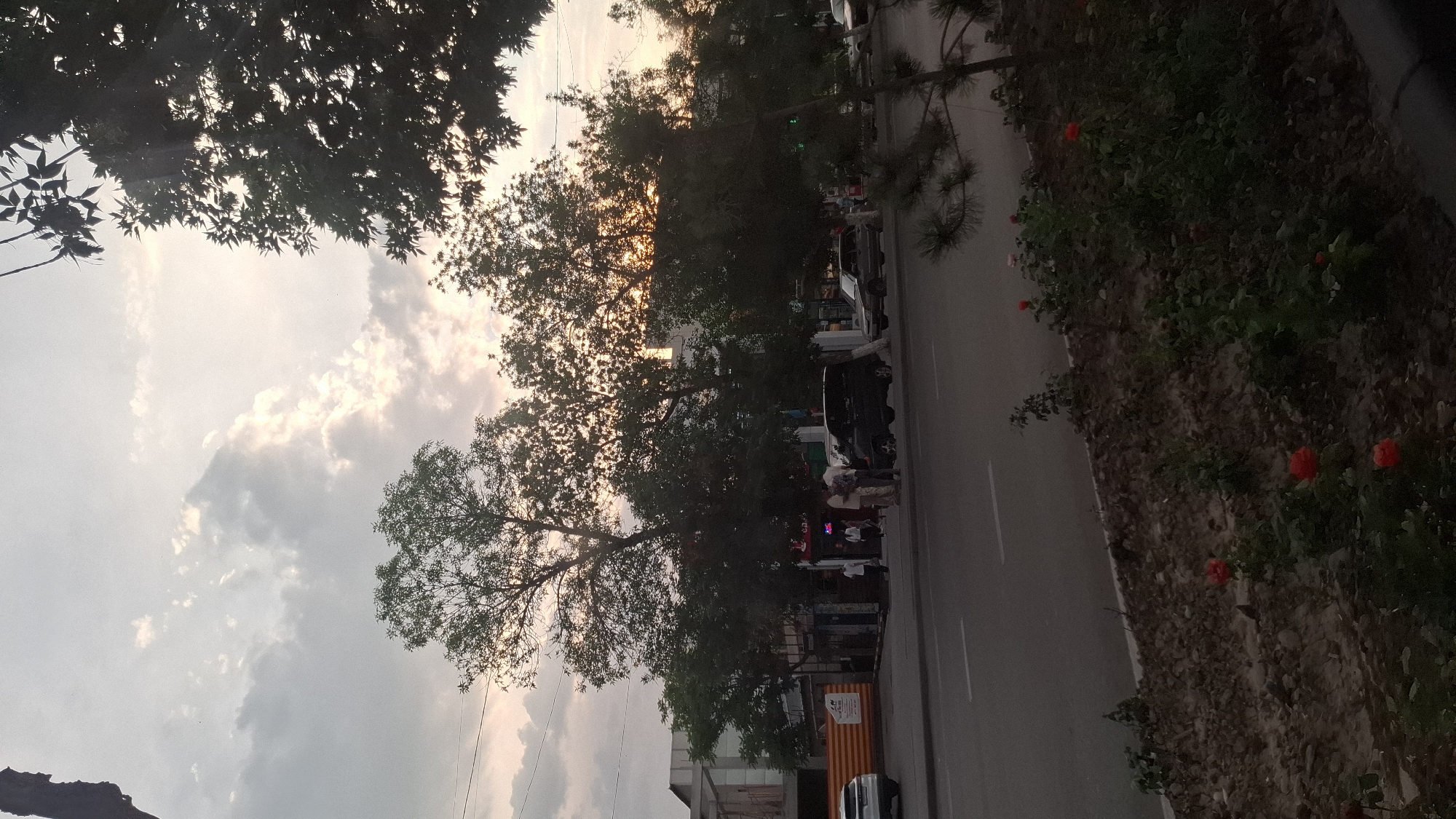 The image depicts a street scene in Shymkent, Kazakhstan, likely during the late afternoon or early evening, as indicated by the soft, diffused sunlight filtering through the clouds and trees. The sky is filled with a mix of gray and white clouds, with hints of warmer tones suggesting the setting sun.
The foreground is dominated by the lush green foliage of trees, with some branches and leaves silhouetted against the sky. To the right, a road runs alongside a planted area featuring blooming red roses and other greenery. The road itself is paved and appears to be a typical urban street, with faint lane markings visible.
Along the side of the road, there are several parked vehicles, including cars and what appear to be vans or SUVs. A few individuals are visible near the vehicles and on the sidewalk, suggesting a moderately busy street. Some of these individuals are gathered in small groups, possibly interacting or waiting. Behind them, buildings and storefronts are dimly visible, though their details are obscured by the trees and low light. One building has an orange and white striped facade, possibly a kiosk or a small shop.
There is some text visible on a sign on the orange and white structure, but it is not legible. The overall mood of the image is serene and calm, with the natural elements of trees and flowers providing a contrast to the urban setting. The low angle of the sun and the cloudy sky create a somewhat diffused and soft lighting effect.
