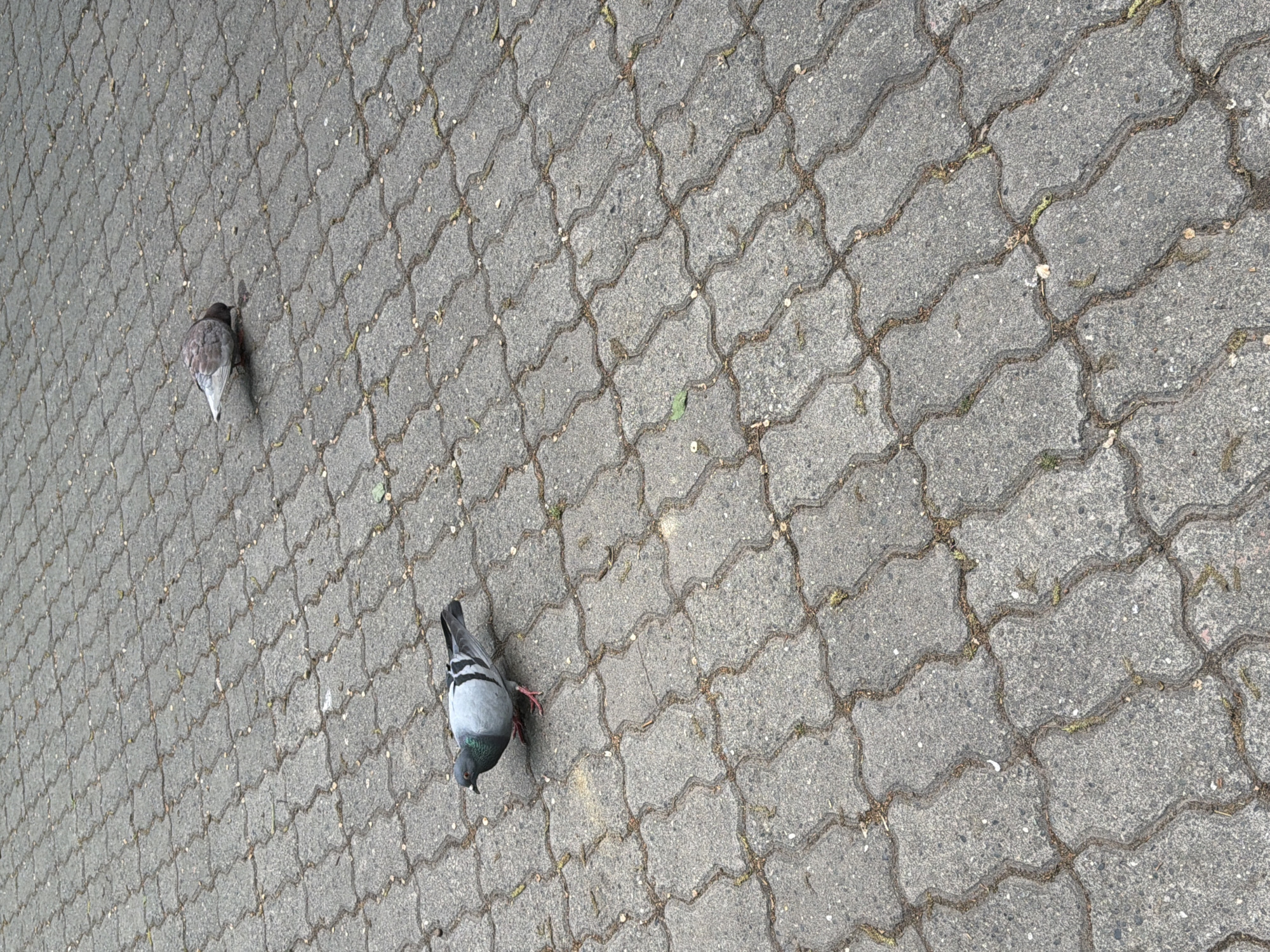 The scene depicts two pigeons on a paved surface with a distinctive interlocking pattern. The paving stones are grey and worn, with visible debris and vegetation in the gaps. One pigeon is positioned in the lower left corner of the frame, facing downward, while the other is located in the upper left corner, angled slightly away. Based on the visual characteristics of the image, there are no clues to determine if the location is in Yerevan, Armenia.