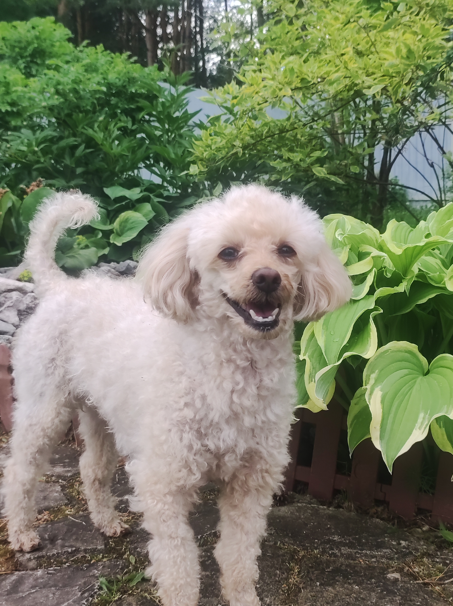 A light-colored, curly-haired poodle-type dog stands on uneven stone ground in a garden in the city of Фоки, Russia. The dog is positioned centrally, facing slightly left with its head turned towards the viewer, displaying an open-mouthed smile revealing its lower teeth and a dark nose. Its tail is curled upwards over its back. Behind the dog on the left are green leafy plants and rocks, while to its right are prominent variegated hosta plants with green and cream-colored leaves. A low, dark brown wooden fence is partially visible behind the hostas. The background consists of dense green foliage, taller trees with visible trunks, and a faint light blue structure on the far right, all under natural ambient light.