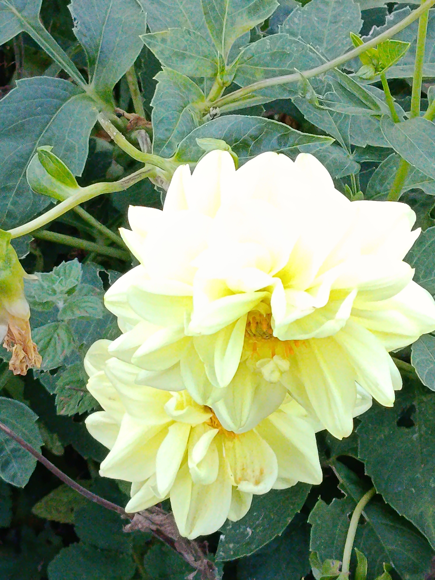 The image is a close-up, slightly blurry photograph of two light yellow dahlias in bloom, set against a backdrop of dark green foliage. The flowers are layered, with the upper blossom partially obscuring the one below. The petals are delicate and somewhat ruffled. To the left of the flowers, a withered brown petal or bud hangs from a green stem. The leaves in the background are broad and veined, some showing signs of minor damage. The lighting appears natural, casting soft shadows. There are no people or animals visible in the frame. The image does not contain any specific identifiable landmarks or features that would indicate its location within the city of Верея, Russia.