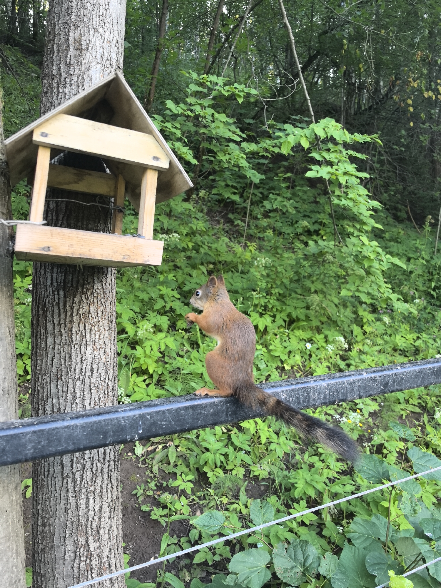 A squirrel is sitting on a black metal railing in front of a tree with a bird feeder attached. The squirrel is facing to the left, holding a piece of food in its paws. The background is a dense forest with green foliage and trees. The bird feeder is made of wood and appears to be empty. The railing is weathered and slightly rusted in places. There is a wire fence running below the railing. The scene appears to be in a park or natural area. The location is specified as the city of Perm, Russia.