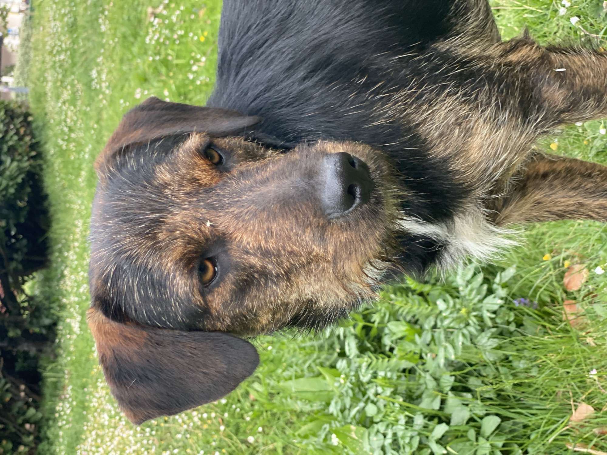 A close-up photograph shows a medium-sized, mixed-breed dog lying on a patch of green grass. The dog has a black coat on its back and head, with brown and tan brindle markings on its face and chest. The dog's eyes are brown, and it has a wet black nose. The dog is looking directly at the camera. The grass is green and lush, with small white flowers scattered throughout. A bush is visible in the background. The location is not indicated in the image.
