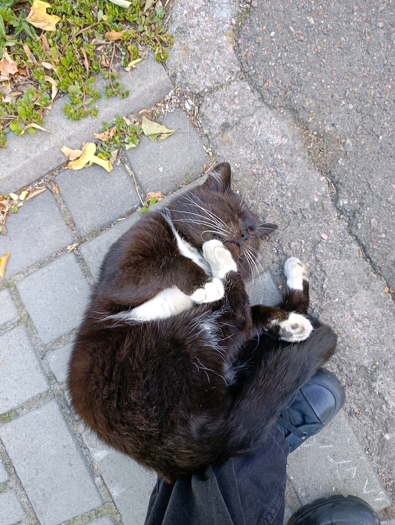 A black and white cat is lying on its back on a paved surface, with its paws in the air. The cat has a white chest and white paws. It appears to be sleeping or resting. The background consists of grey paving stones and asphalt, with some dry leaves and green plants visible. The image is taken from a high-angle perspective. No specific location in Cherkasy, Ukraine can be determined from the image.