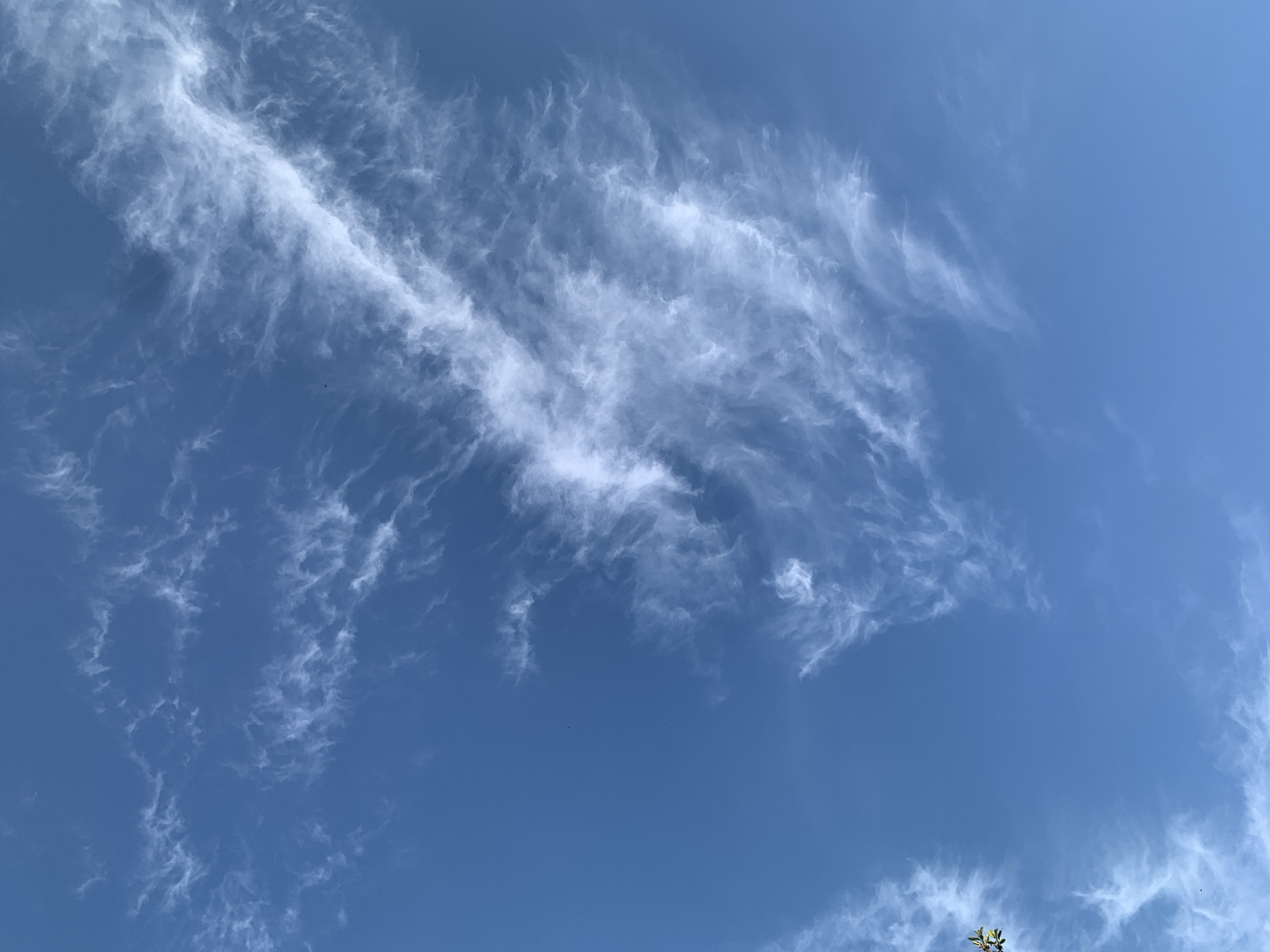 The image is a low-angle shot of a blue sky with wispy, cirrus clouds scattered throughout. The clouds are white and appear feathery. There is a small glimpse of tree branches in the bottom right corner of the frame. The sky is a clear, bright blue, suggesting it is daytime. The location is Фоки, Russia, but there are no elements in the image that allow to confirm this information.