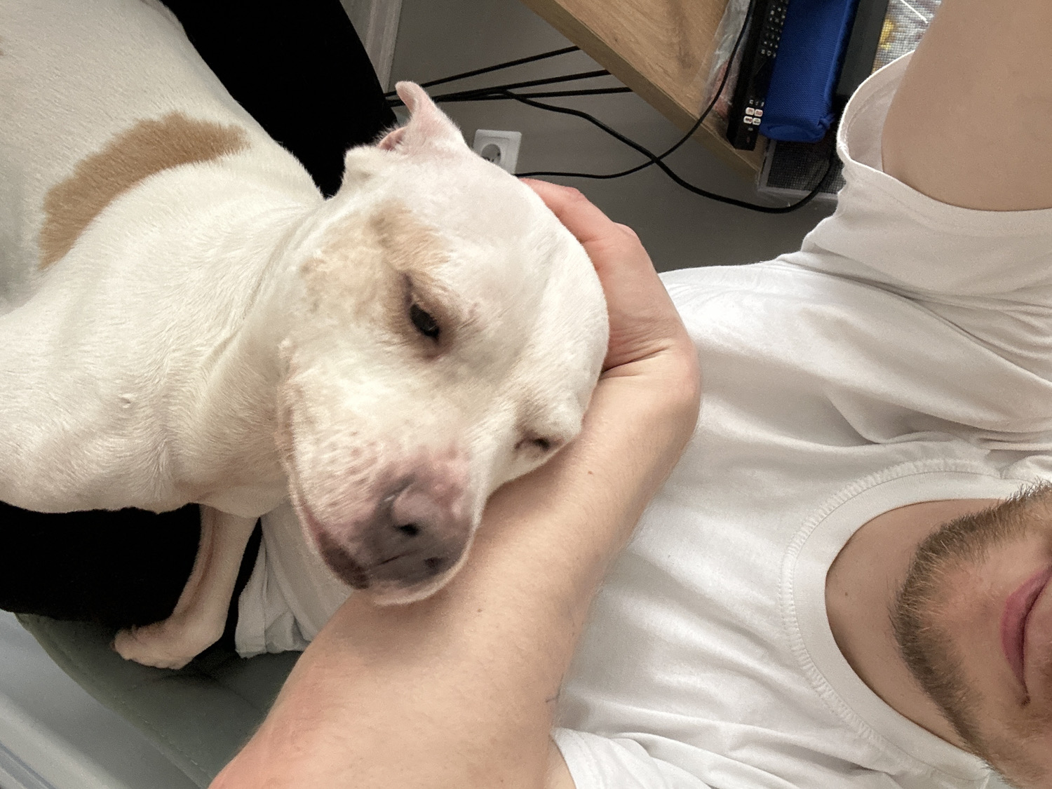 The image captures a close-up, high-angle view of a white dog resting its head on a person's arm indoors. The dog, likely a Pitbull-type, has short white fur with a distinct tan or light brown patch on its back, visible on the left side of the frame. Its eyes are partially closed, suggesting sleepiness or deep relaxation, and there are some reddish-brown markings around its muzzle and forehead.
The person, visible from the neck down to the chest, is wearing a plain white t-shirt. A portion of their face, including a beard and part of their mouth, is visible on the lower right, indicating a male subject. The person's left arm cradles the dog's head, implying a moment of affectionate interaction and comfort.
The background shows elements typical of a casual indoor setting, possibly a home or office in Sochi, Russia. A dark, possibly black, surface (like a chair or dark fabric) is behind the dog. Further back, a wooden surface resembling a desk or shelf holds various objects: a blue case or pouch, black remote controls, and tangled black electrical cables connected to a white power outlet on the wall.
The activity depicted is a quiet moment of companionship, with the dog seeking comfort and rest on its human companion. The overall mood is one of peace and contentment. The time of day is not evident, as the lighting appears to be artificial or diffused indoor light. There is no visible text in the image.