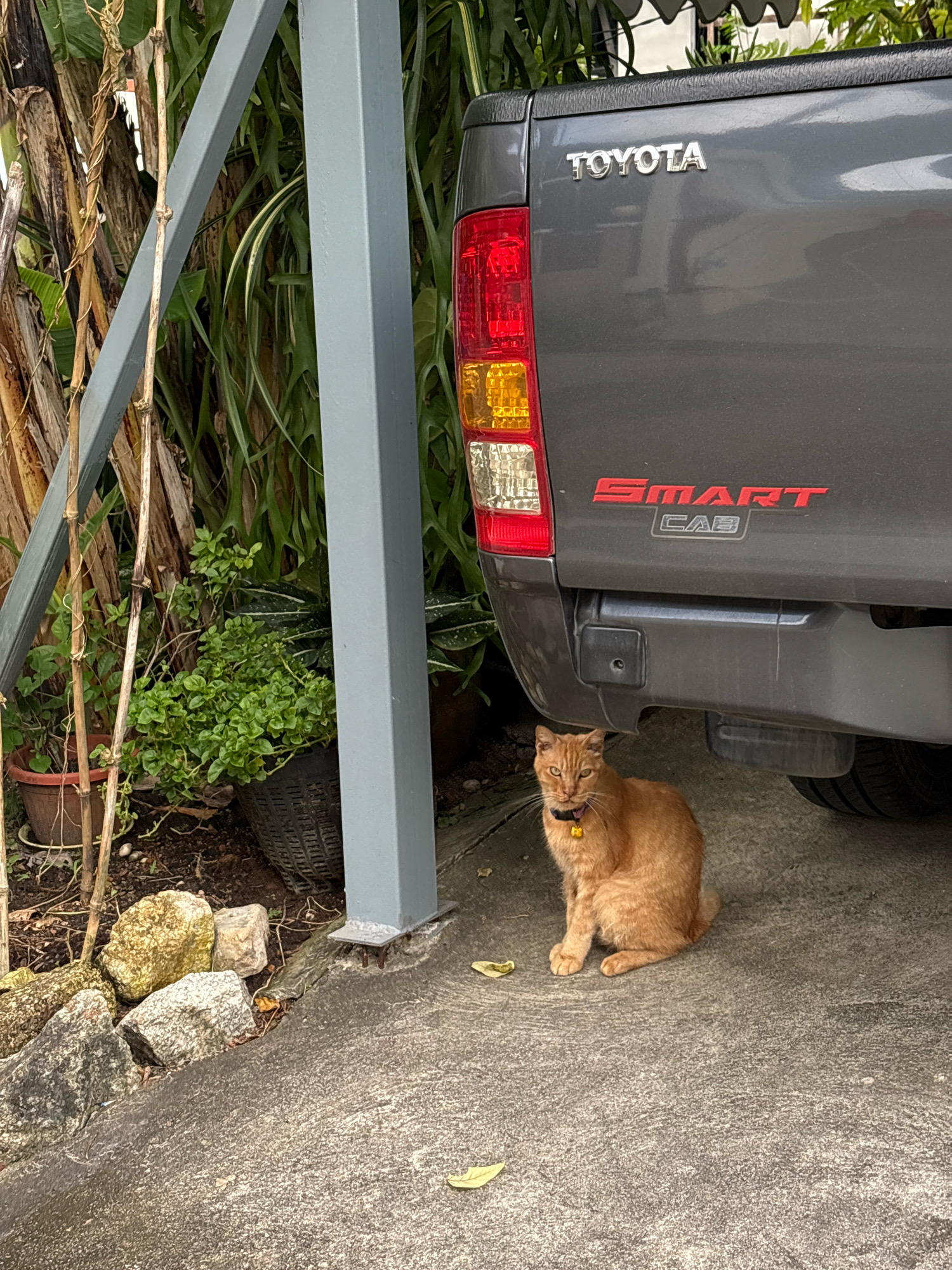 An orange cat wearing a yellow collar with a bell sits on a concrete surface in front of a dark gray Toyota pickup truck. The cat is facing forward with its head slightly tilted. The truck has a red "SMART CAB" emblem on its tailgate and a red Toyota emblem above it. To the left of the truck, there is a tall gray support post and dense green foliage with some dry stalks and branches. Scattered rocks are visible on the ground to the left of the cat. The scene appears to be outdoors in an area that suggests it could be a residential or parking area in Choeng Thale, Thailand, given the vegetation and the presence of a pickup truck.