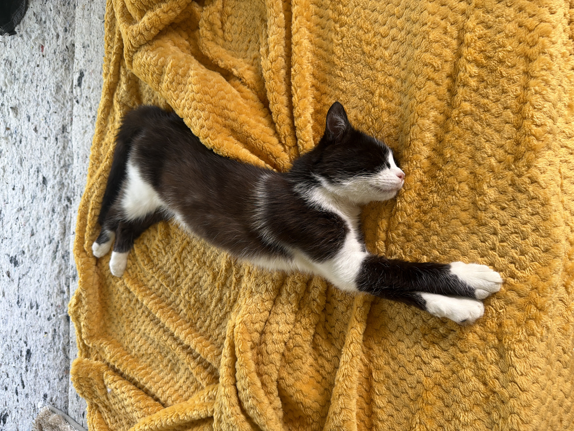 A black and white kitten is lying on a yellow blanket. The kitten is stretched out with its eyes closed and appears to be sleeping. The blanket is textured and wrinkled. Part of a gray concrete surface is visible on the left.